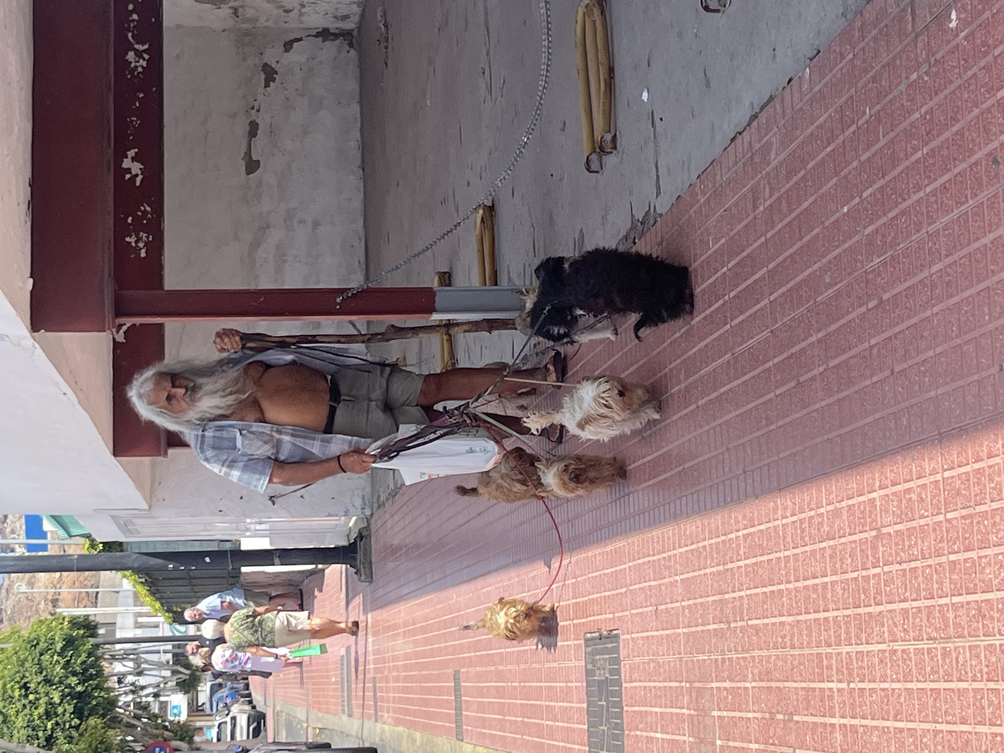 Man walks multiple dogs on commercial sidewalk in Puerto Rico