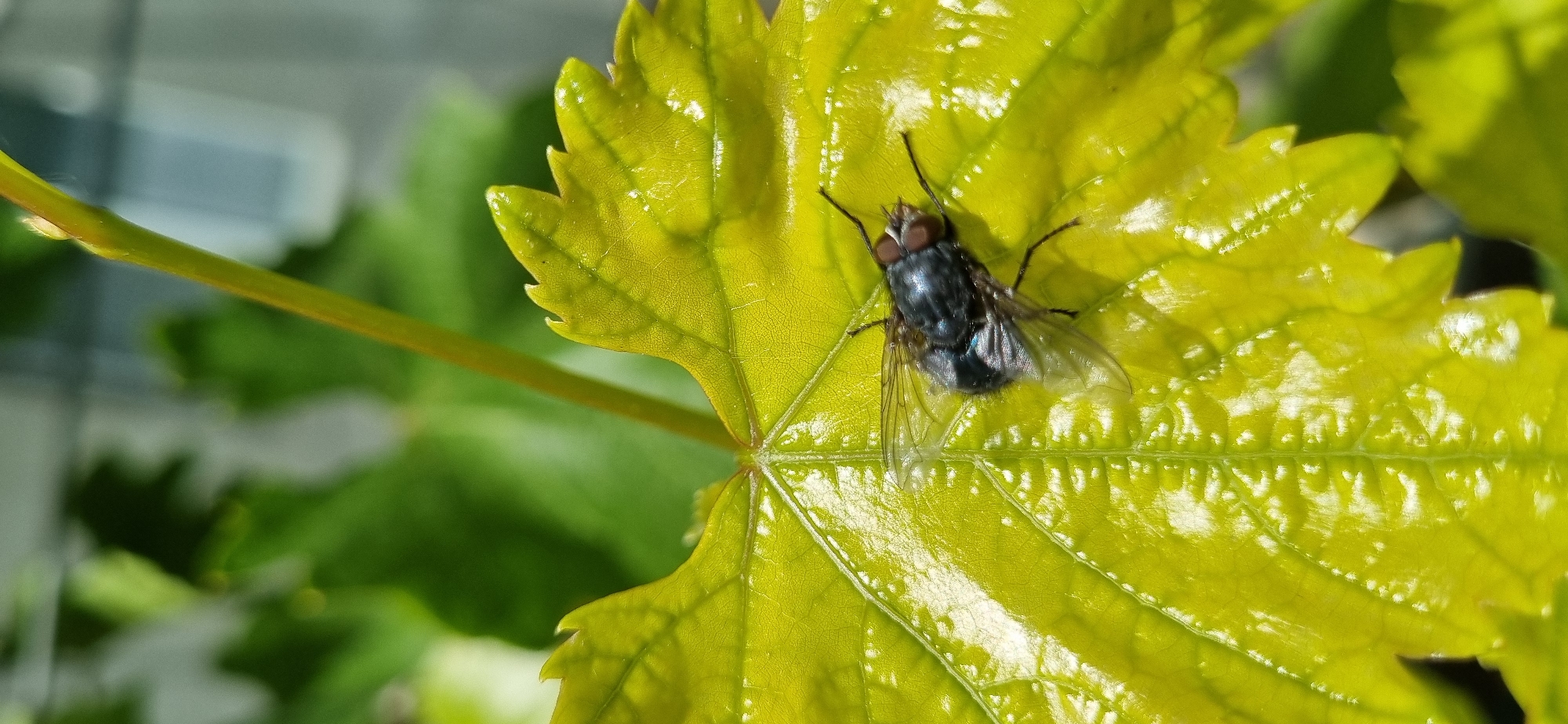 Nature observations documented in Ukrainian village over 90 minutes