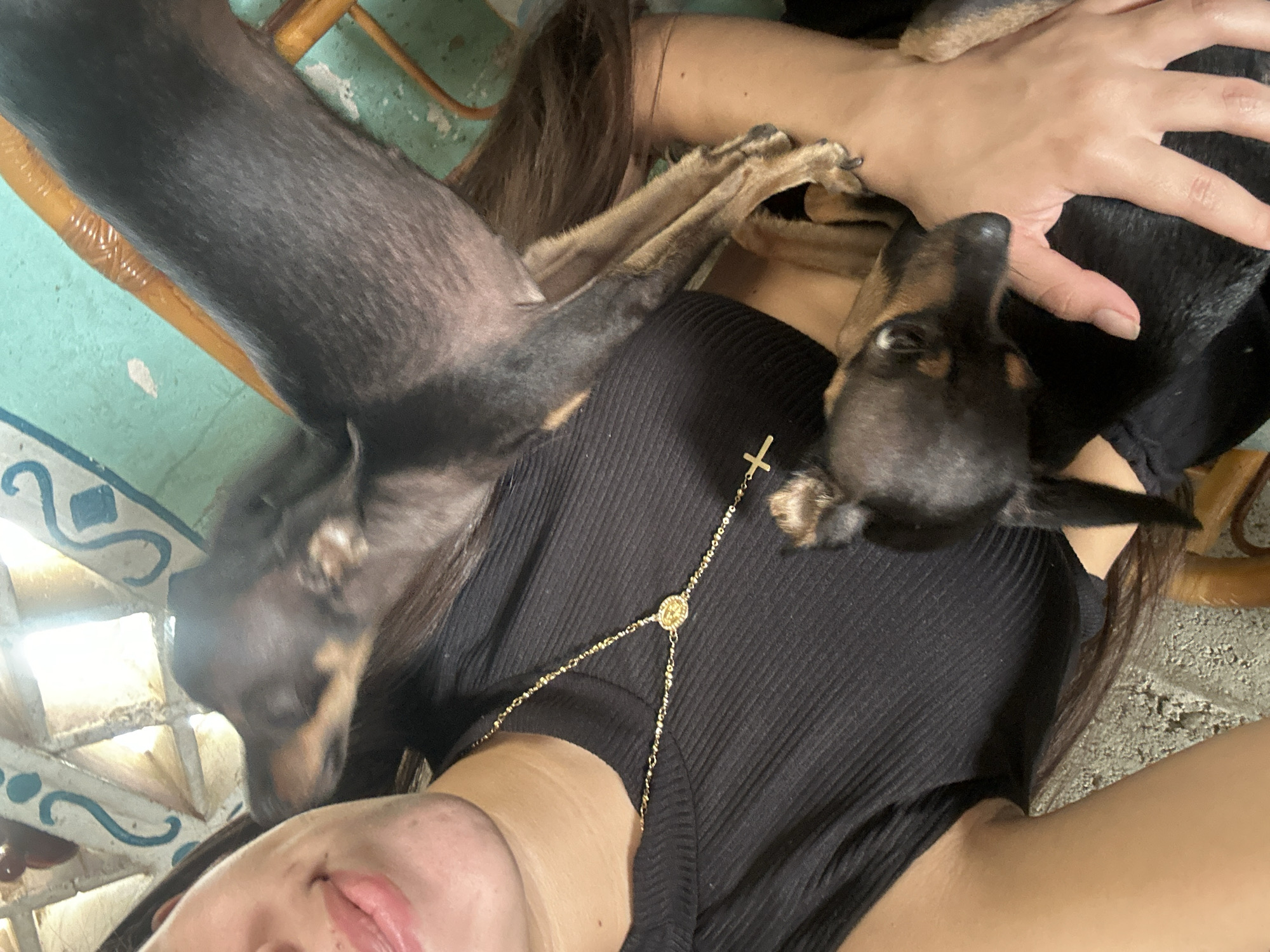 Afternoon at home with a small pack of dogs in Juan Griego