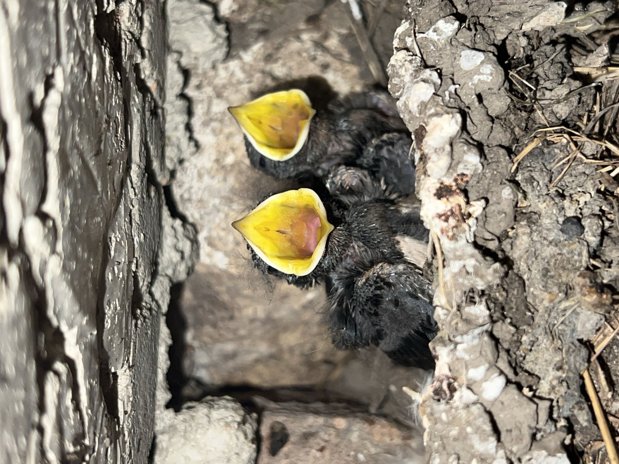 Hungry chicks in a mud nest, Ilavche