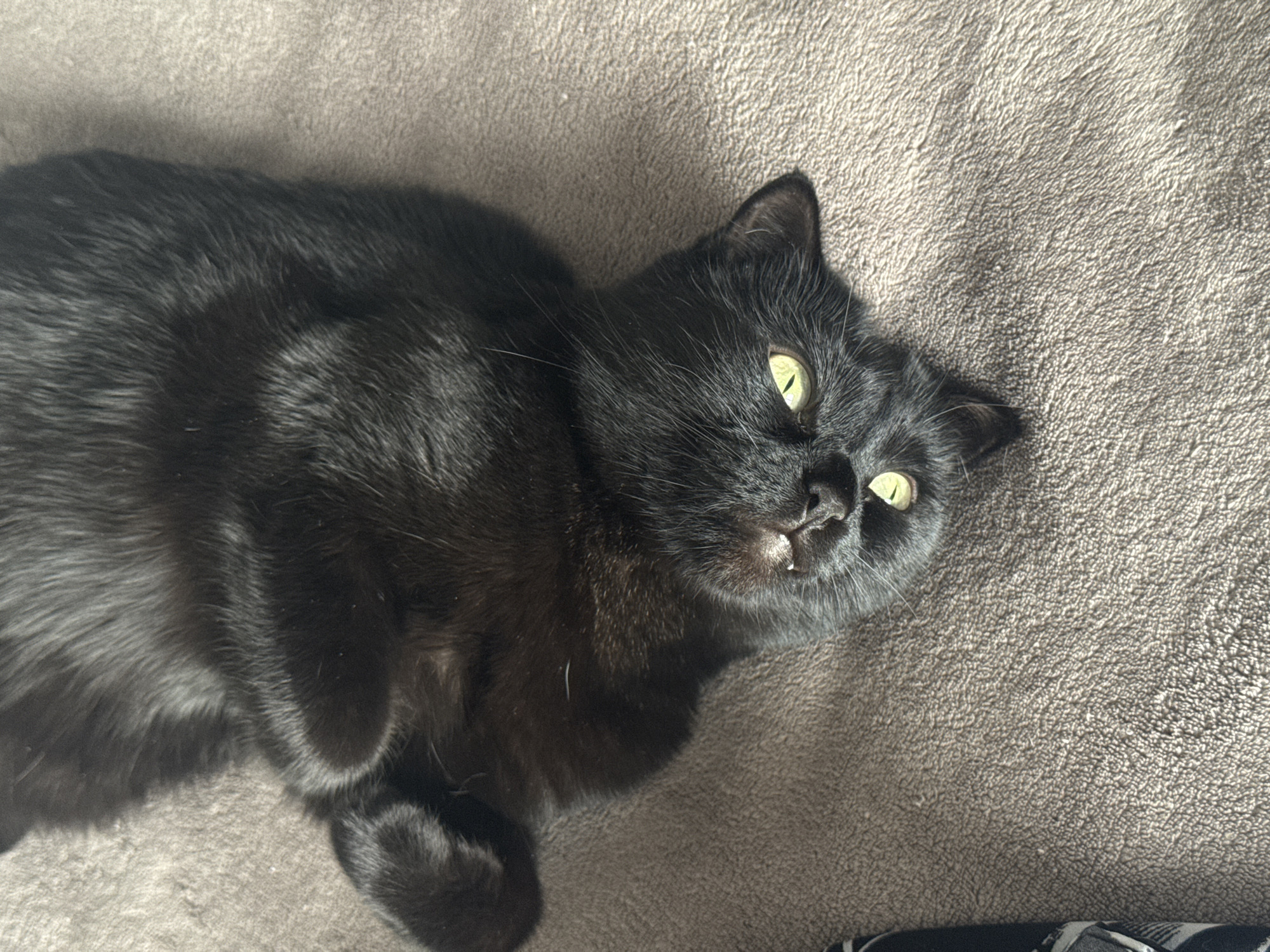 Black cat rests on gray surface in Krasnoyarsk