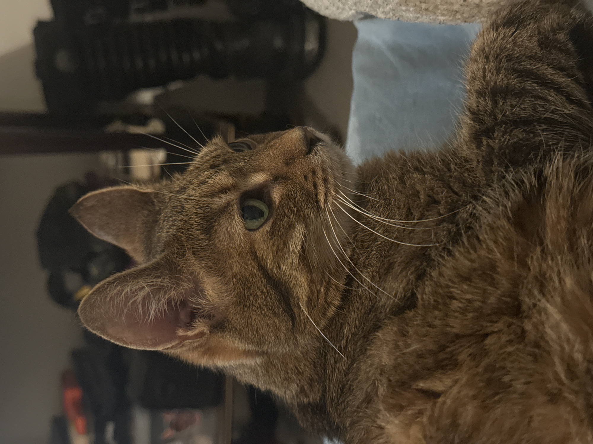 Green-eyed tabby cat at rest on cozy indoor blankets