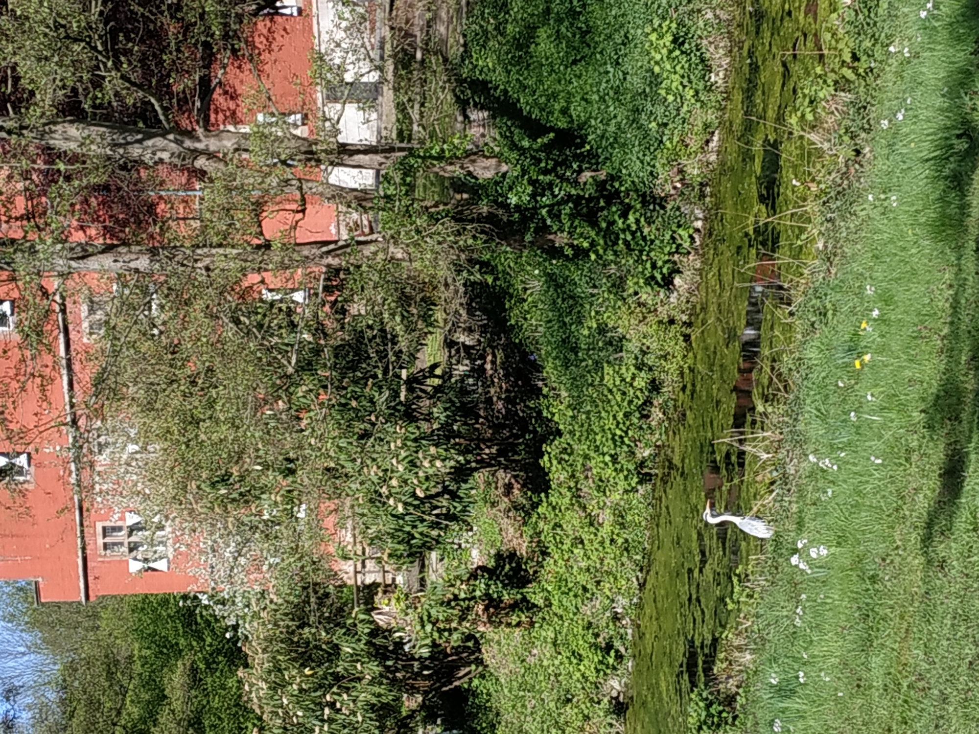 Grey heron spotted in Dortmund canal near red brick building