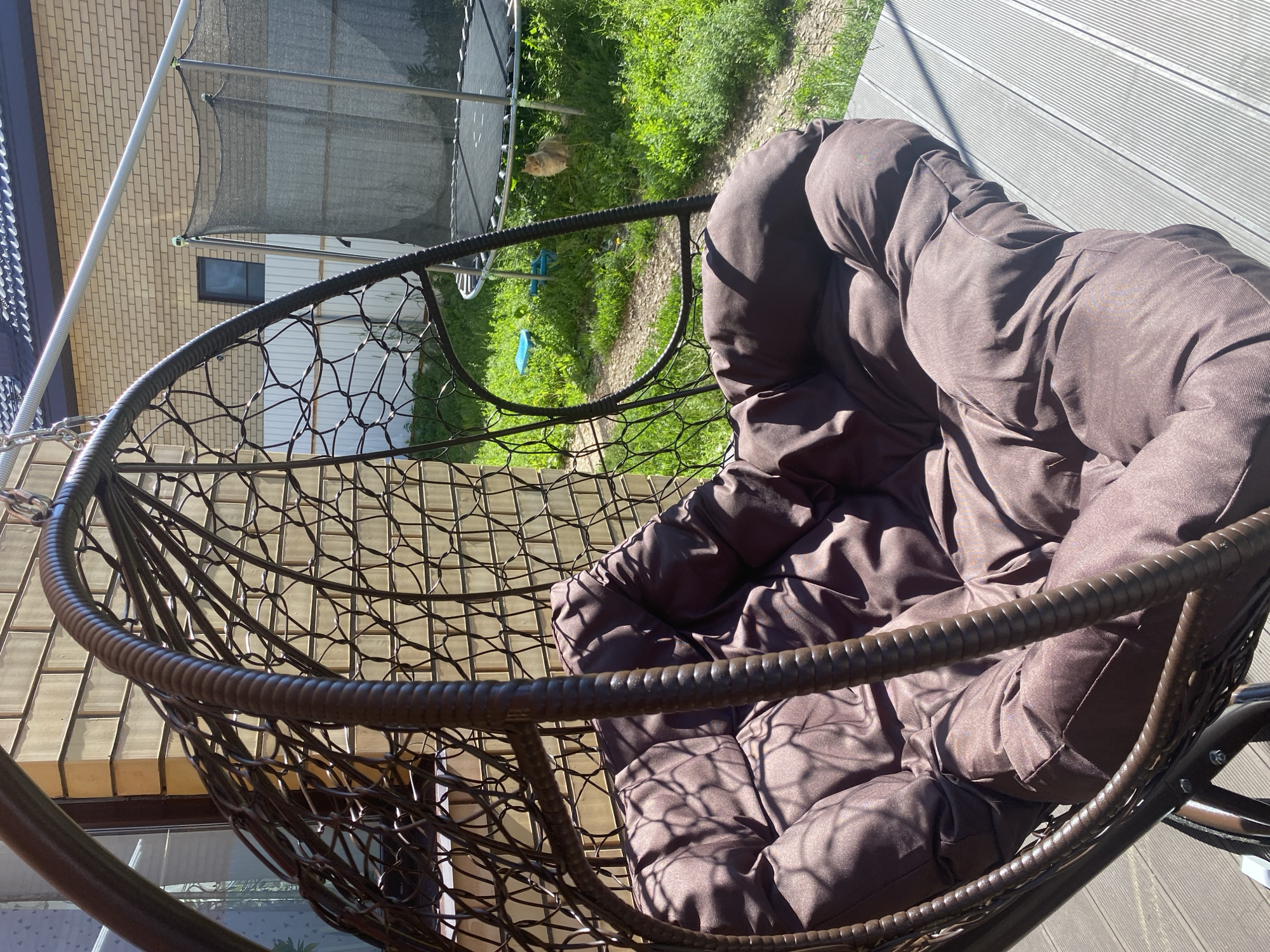Backyard morning in Kazan: cats, a dog, and a hanging chair