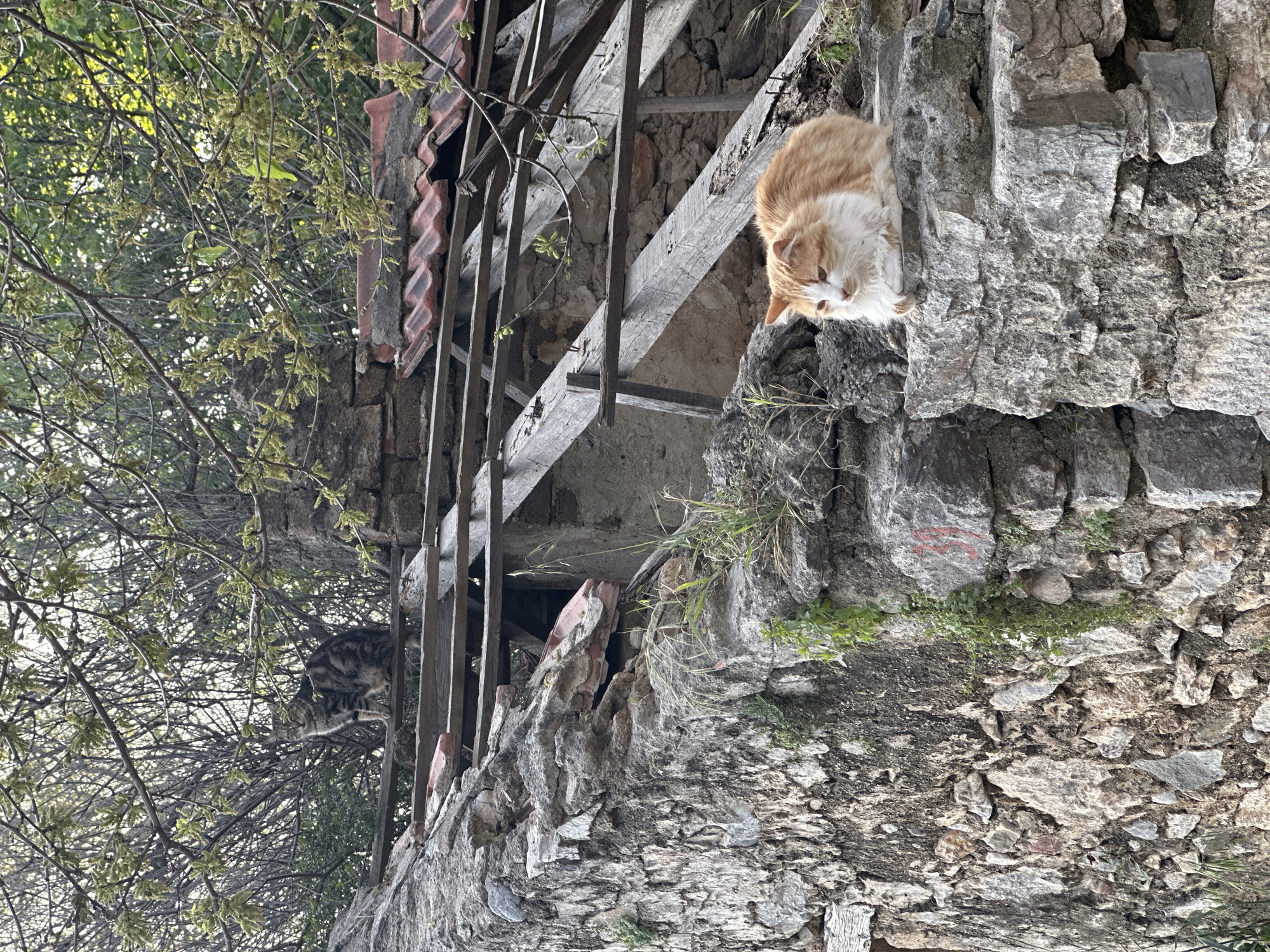 Daily life scenes with cats documented in Datça, Turkey