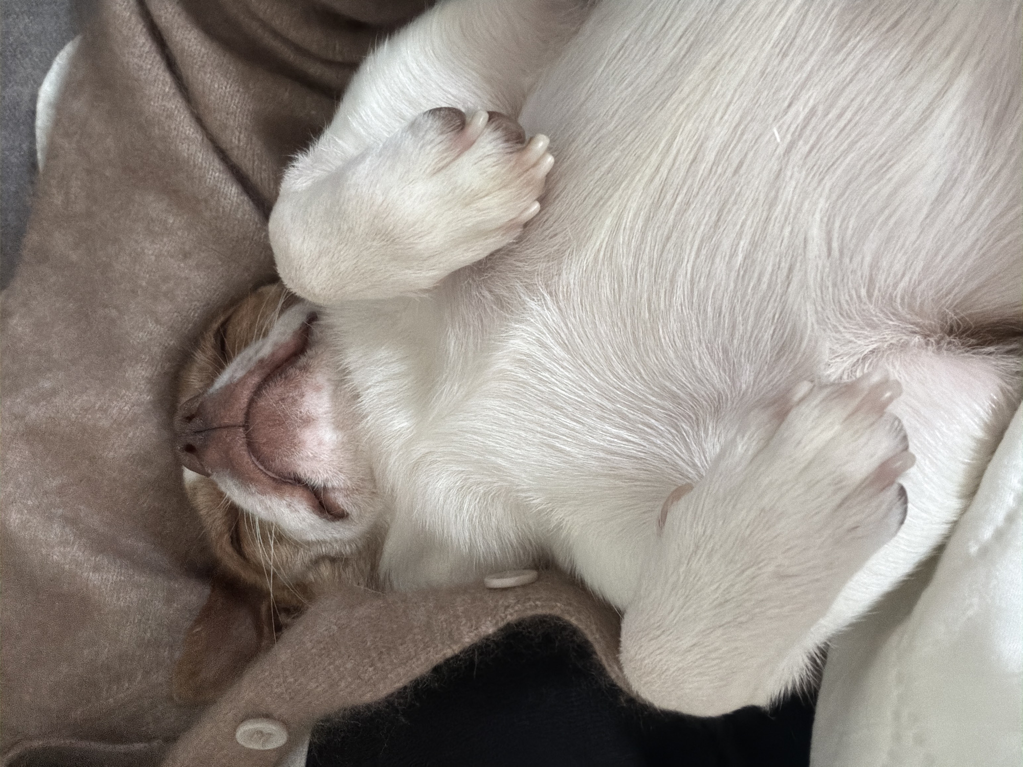 Small dog sleeps peacefully on back in cozy sweater