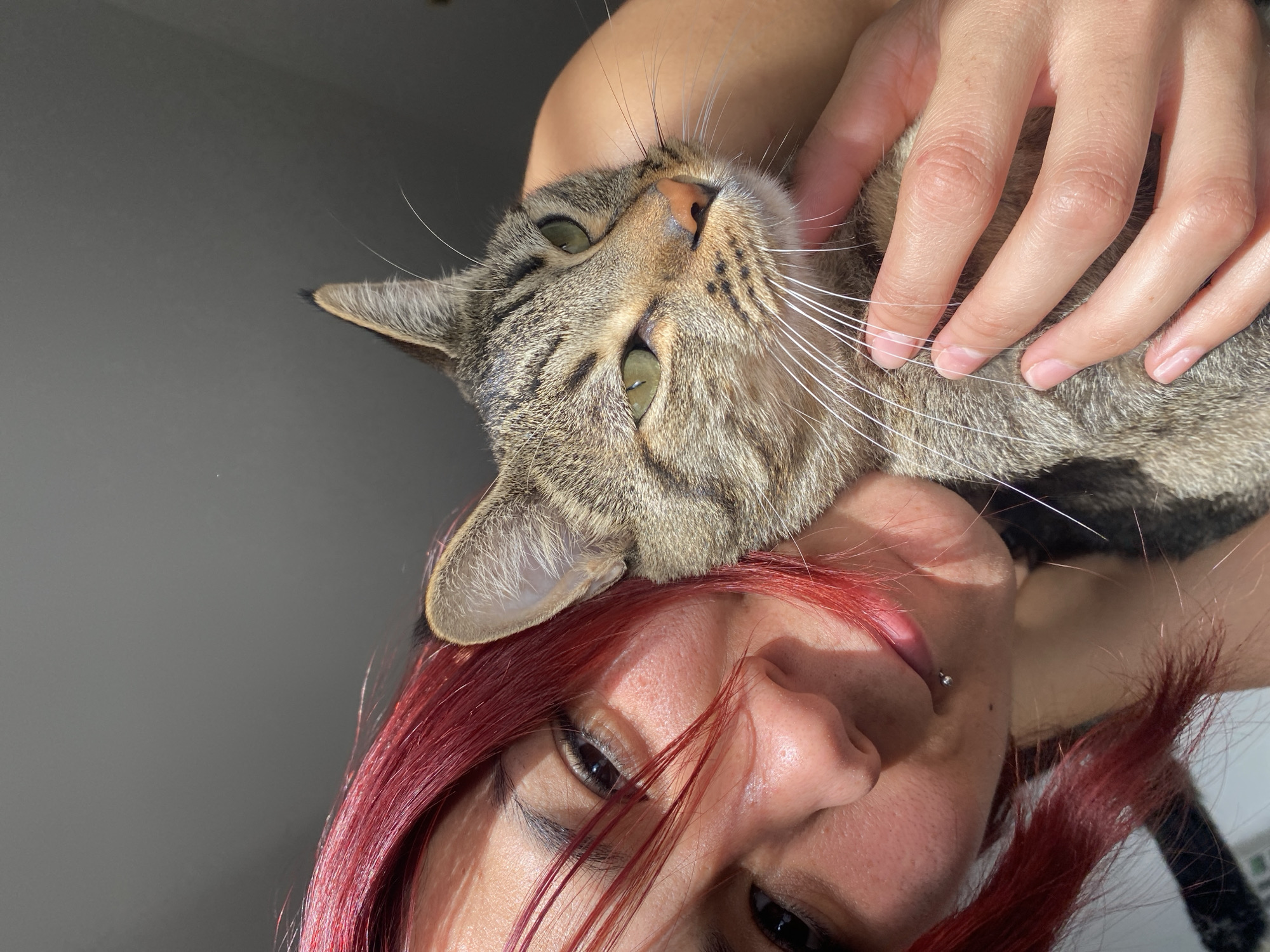 Person kisses tabby cat in affectionate moment, Wilde Argentina