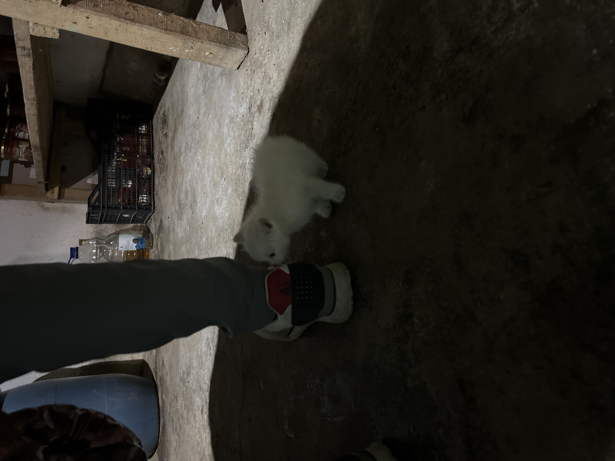Evening scenes in Bulgarian village include kitten, fire pit