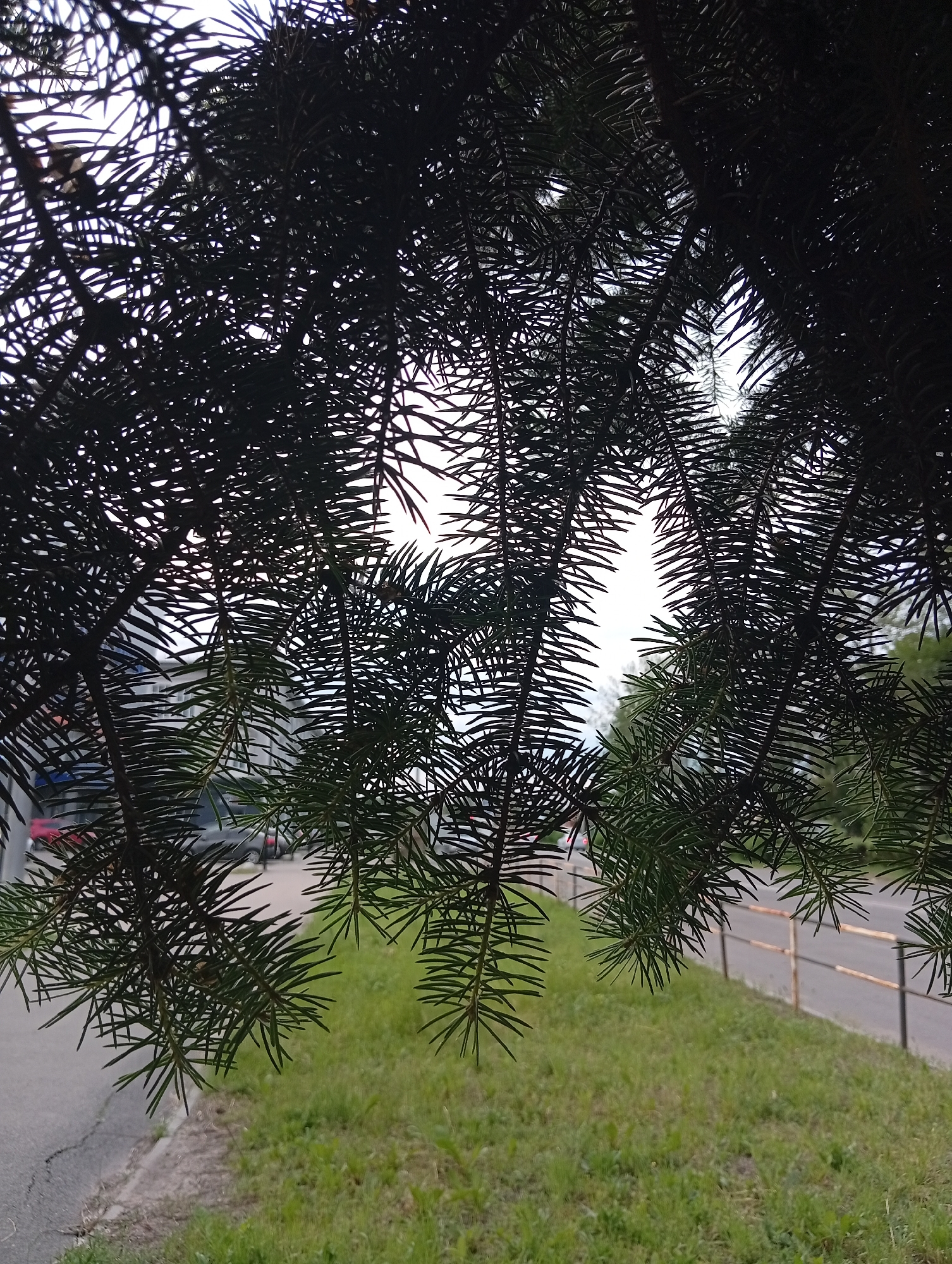 Anonymous witness documents 13-minute Poltava park walk capturing urban greenery