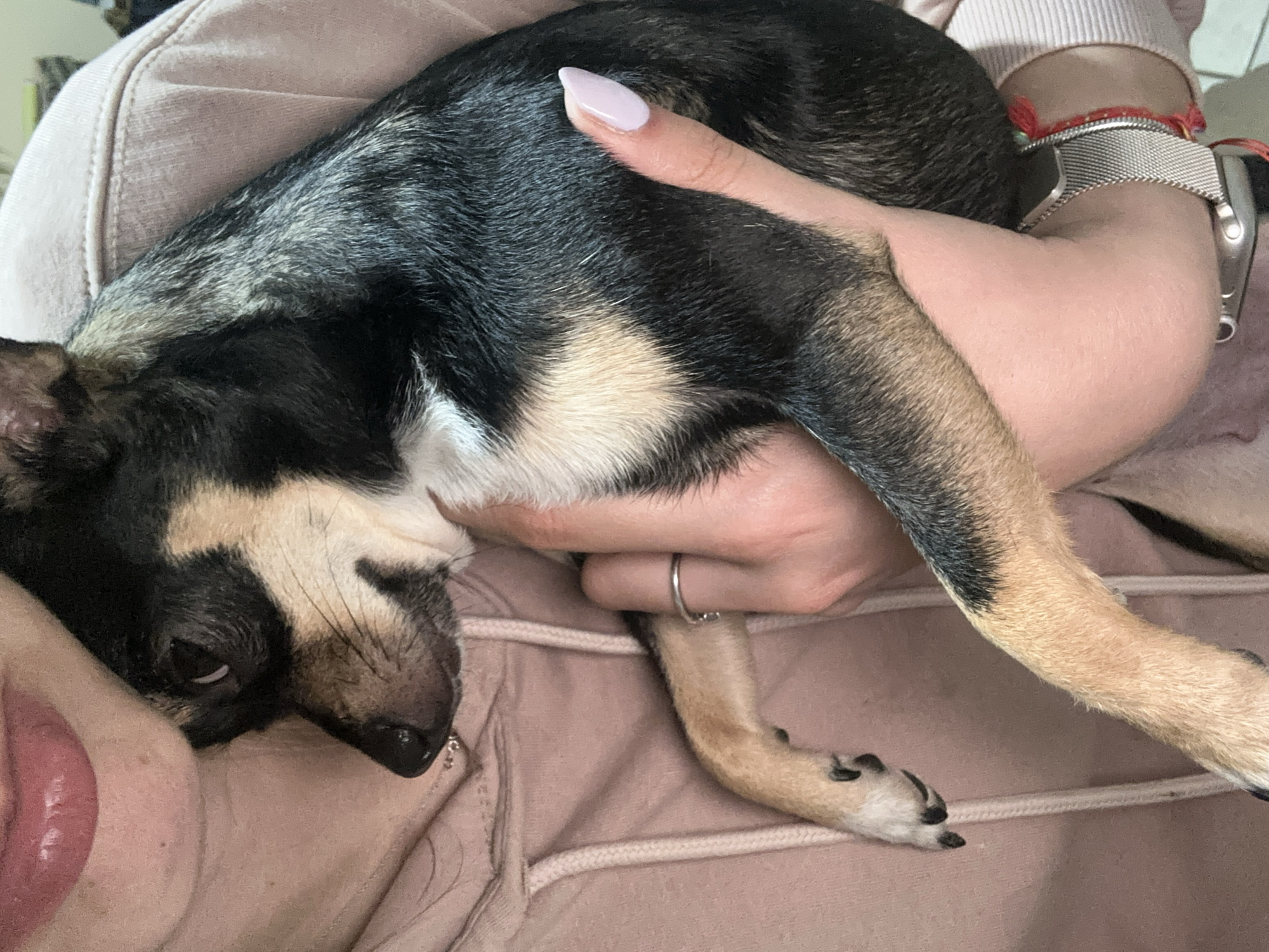 Woman bonds with small dog in Smyadovo, Bulgaria
