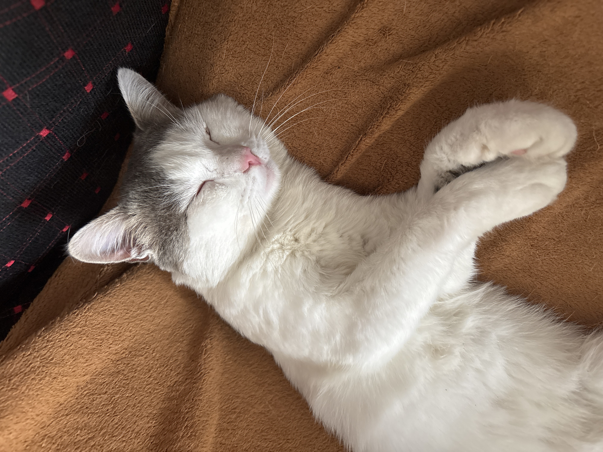 Cats, goslings, and a summer sky in rural Kazakhstan