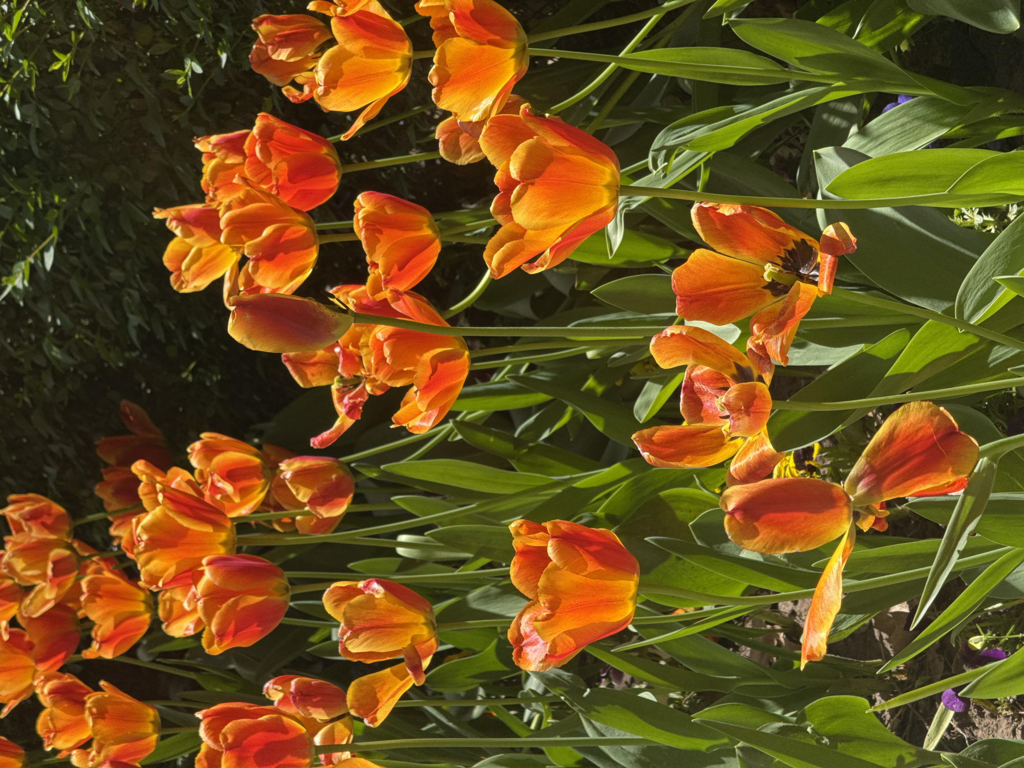 Morning scenes captured across Sofia show spring blooms, parked cars
