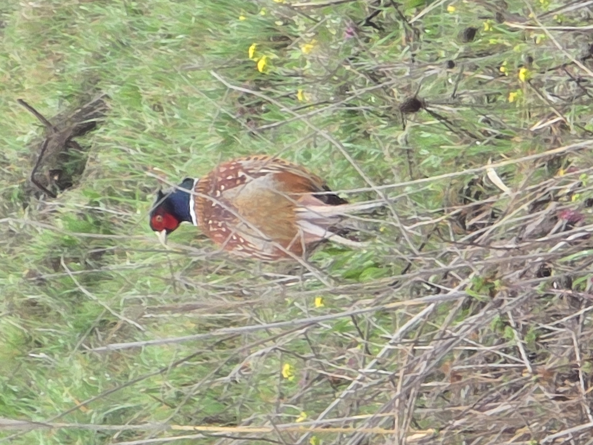 Ring-necked Pheasant spotted in field near Plovdiv, Bulgaria