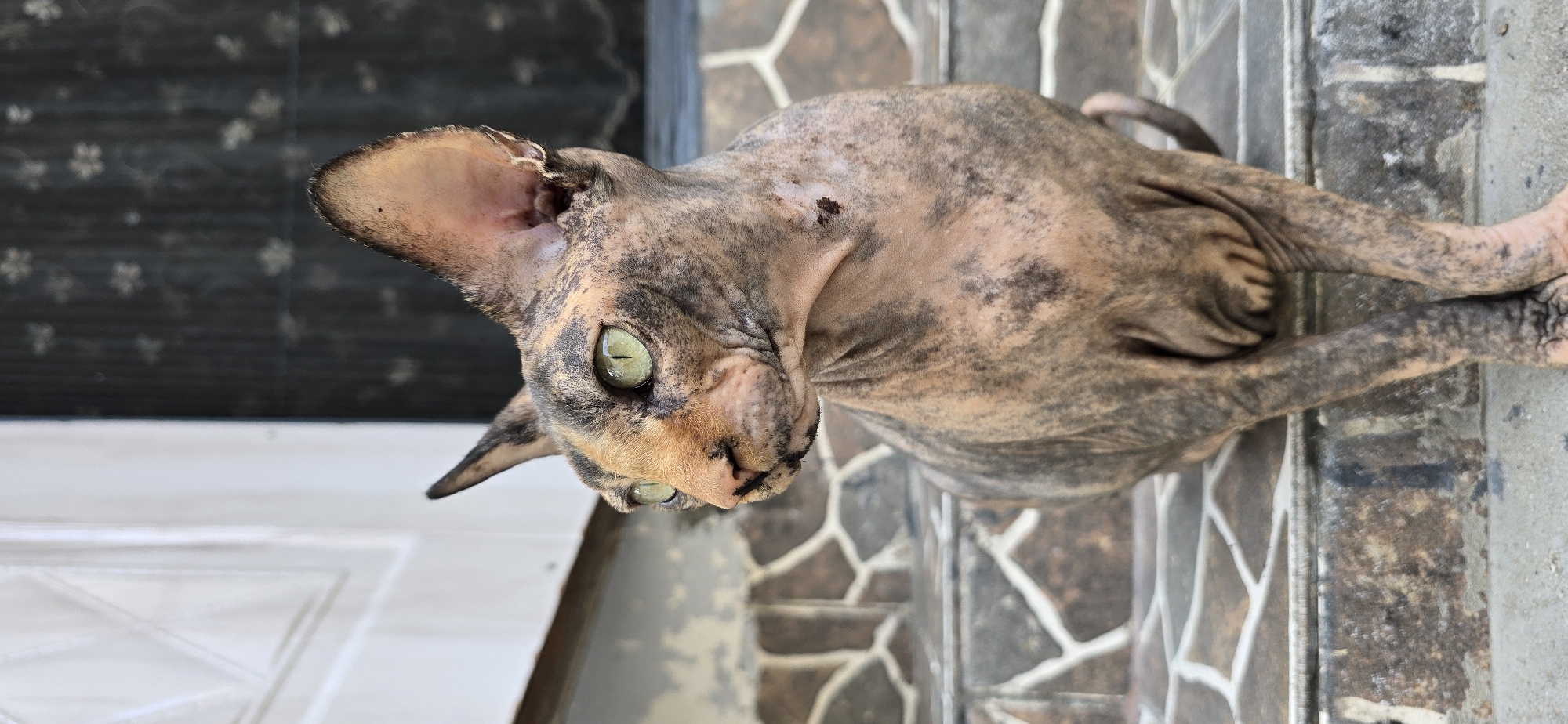 Baku Sphynx cat photographed up close in multiple outdoor shots