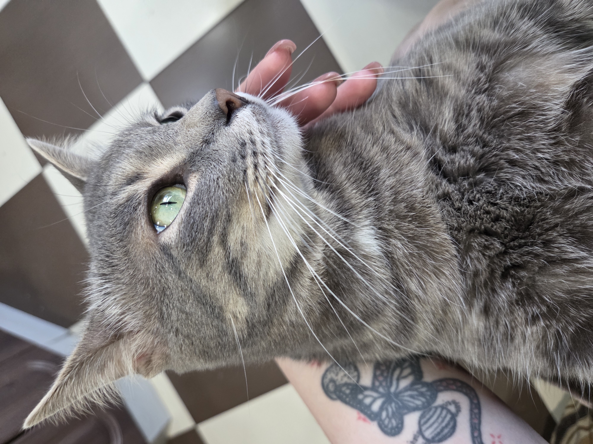 Gray tabby cat receives gentle petting in close-up moment