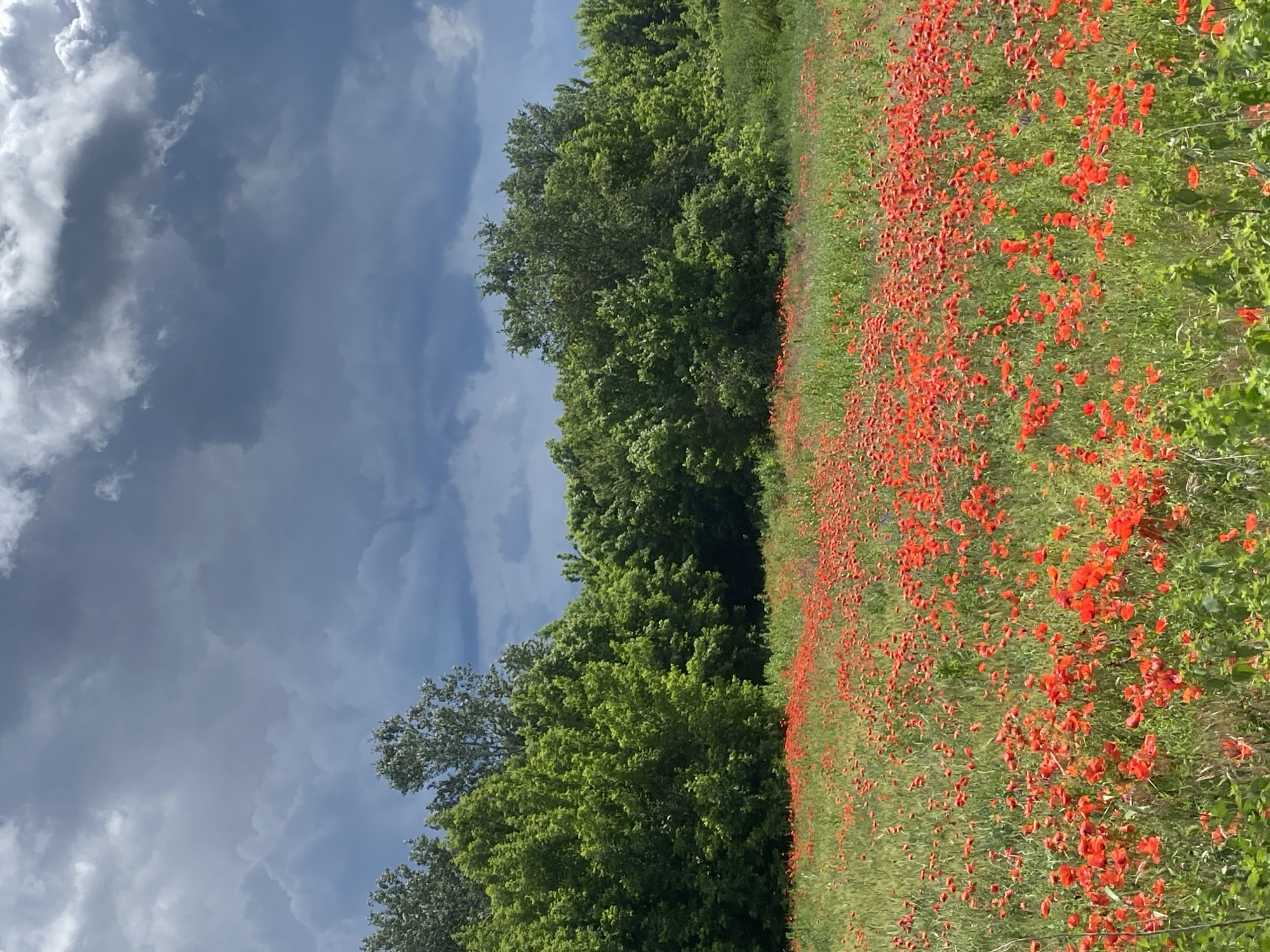 Red poppies, roaming goats, and quiet streets in rural Ukraine