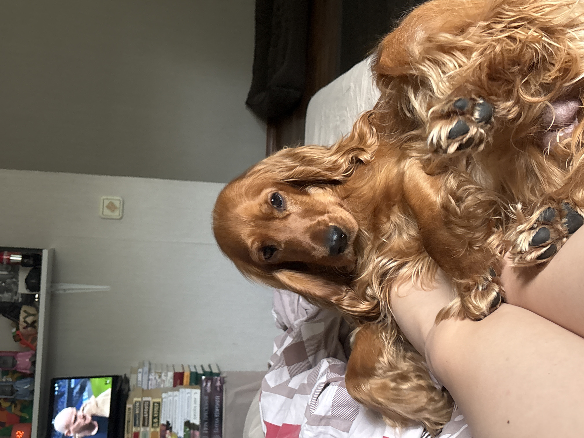 Cocker Spaniel photographed in quiet morning moments in Krasnoyarsk