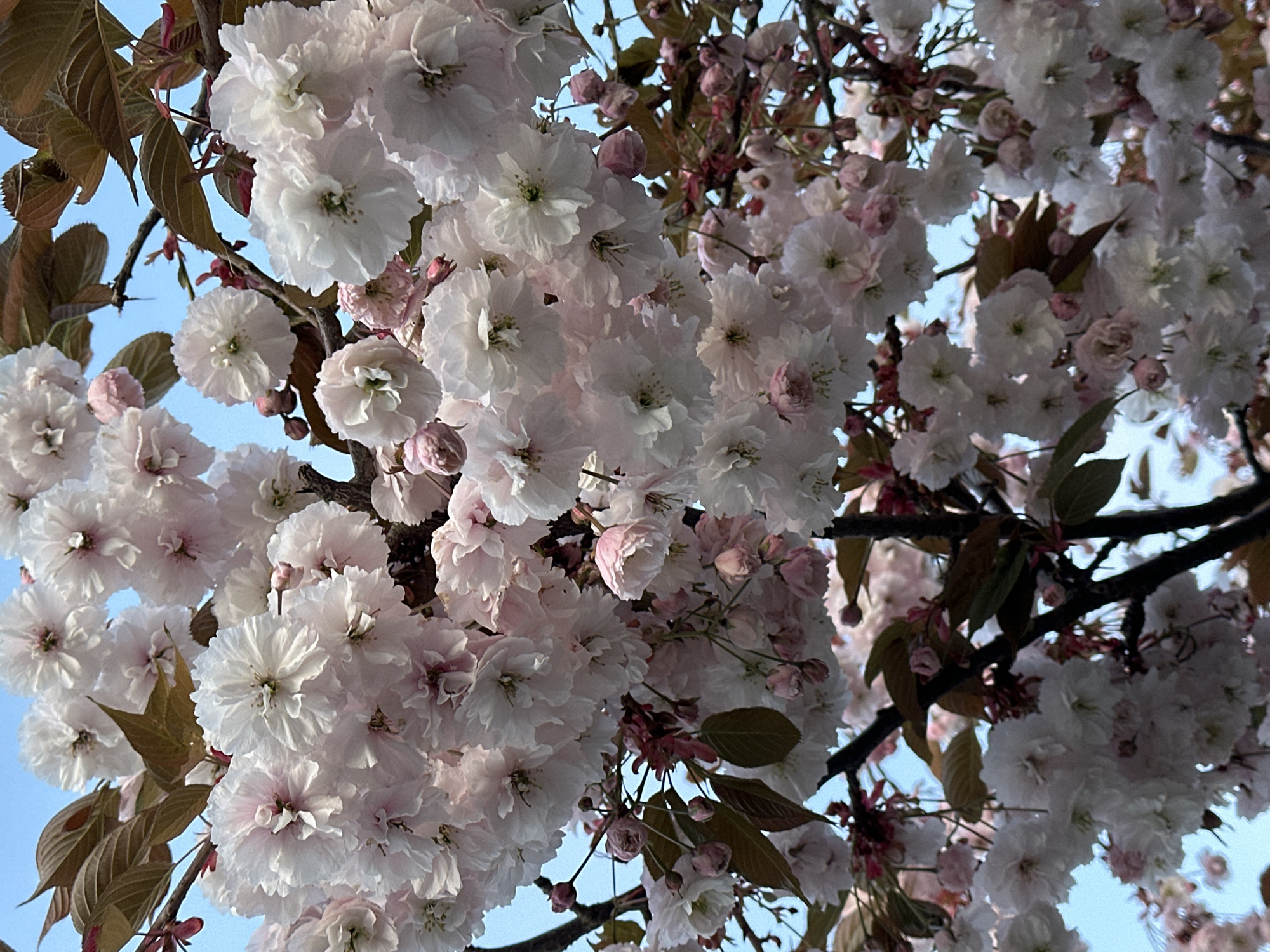 Cherry blossoms bloom in early morning Coquitlam street scene