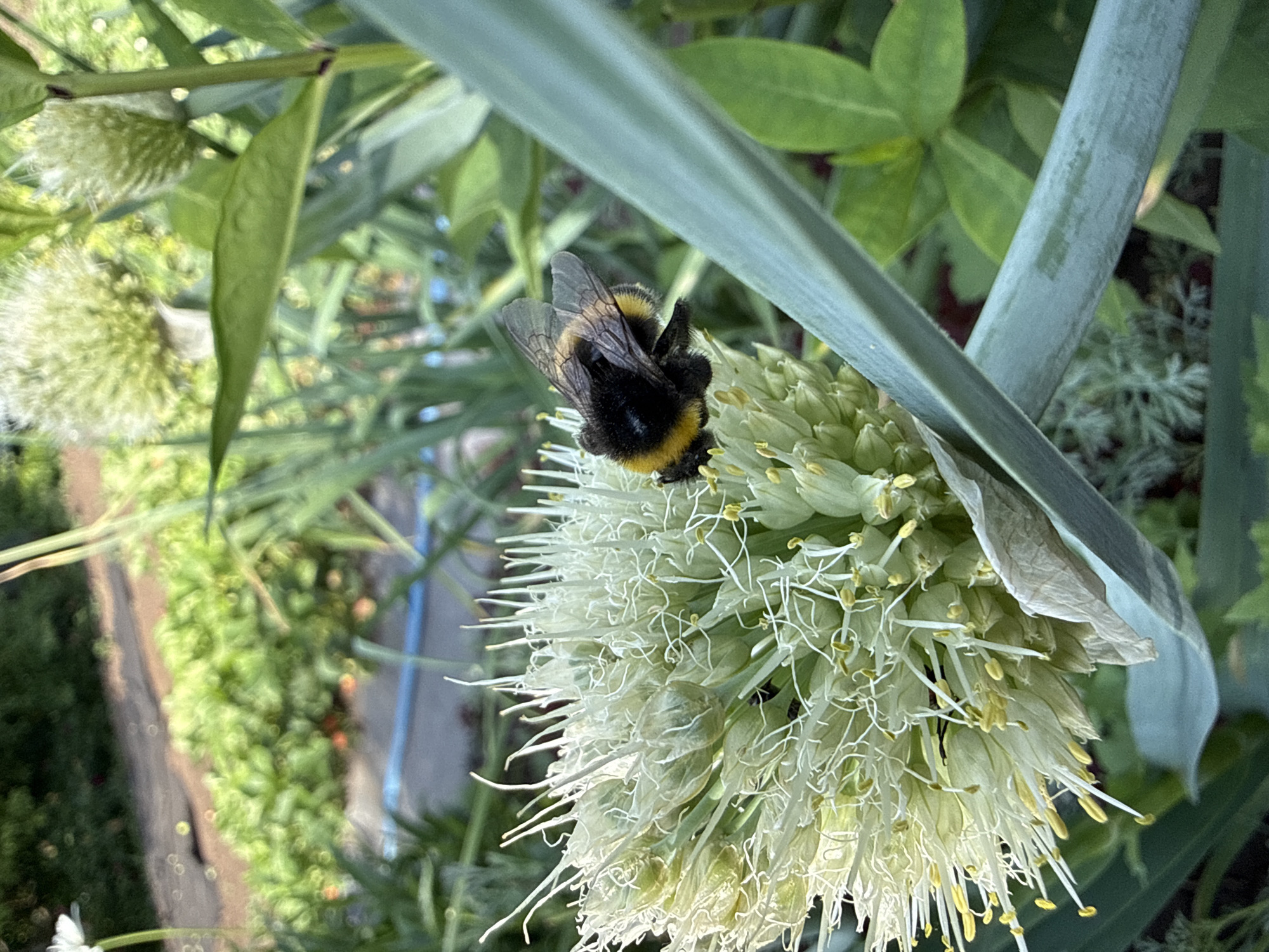 Garden buzzing with bees, beetles, ladybugs amid strawberry harvest