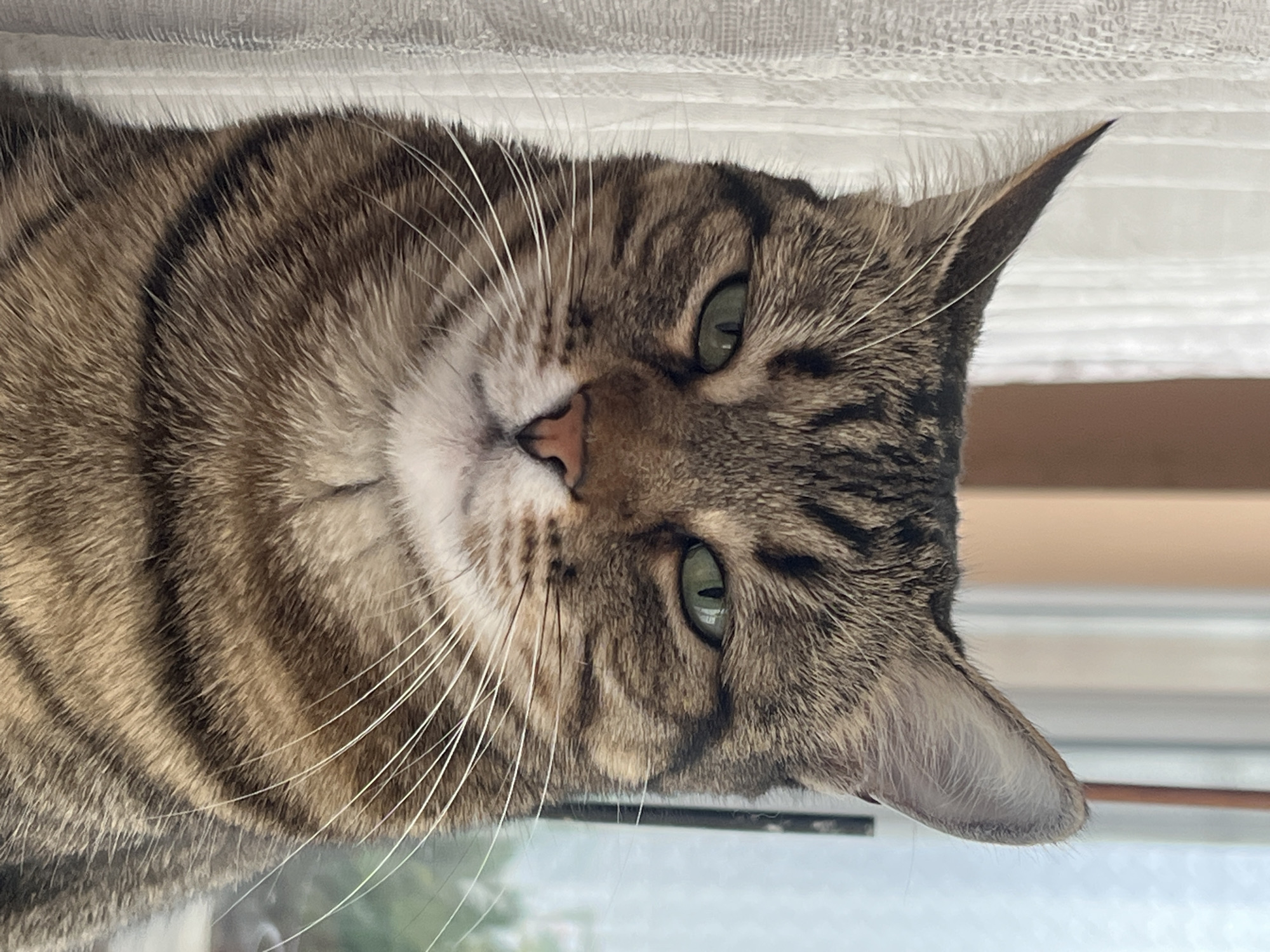 Tabby cat and residential scenes documented in Karnobat, Bulgaria