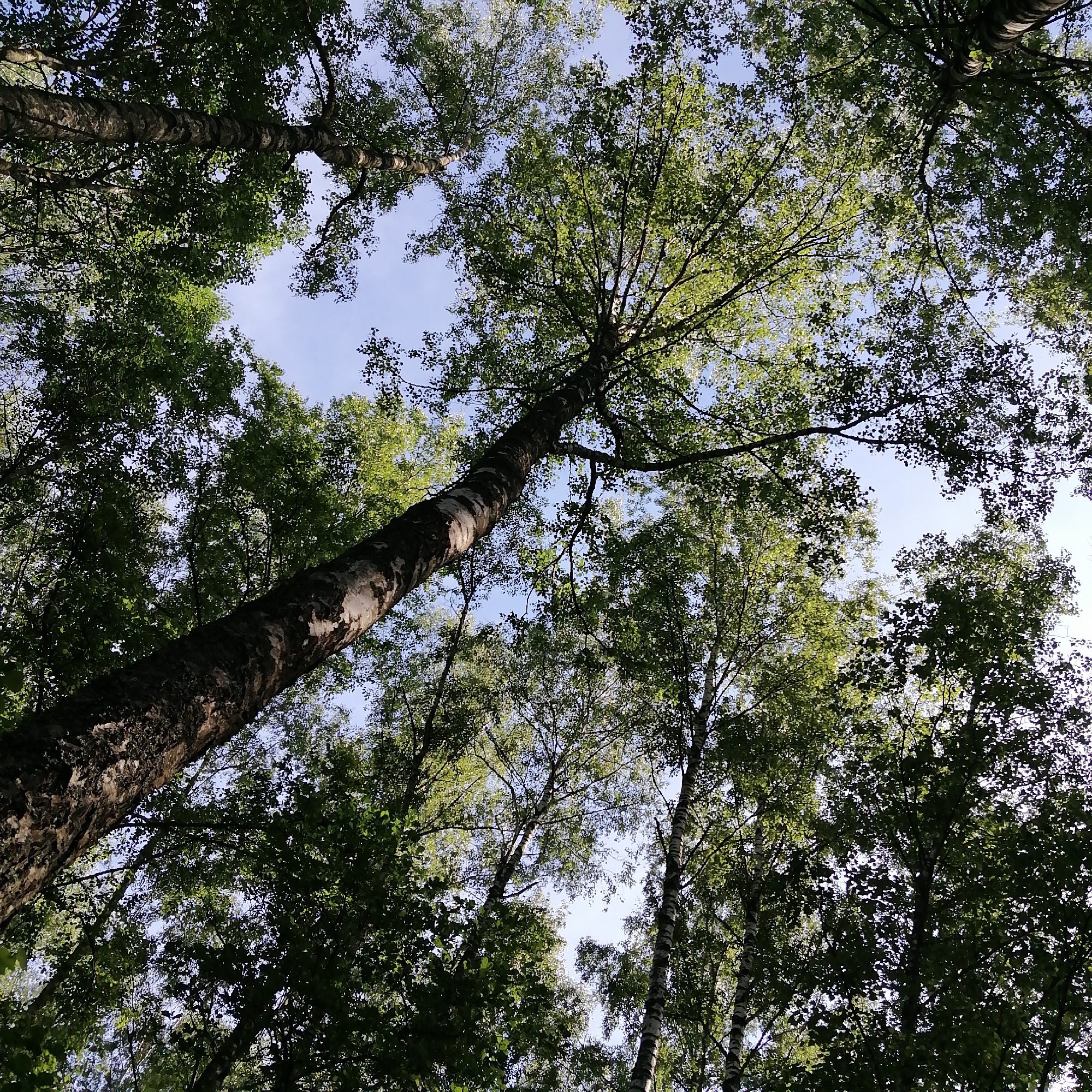 Forest camping scene documented through tree canopy views