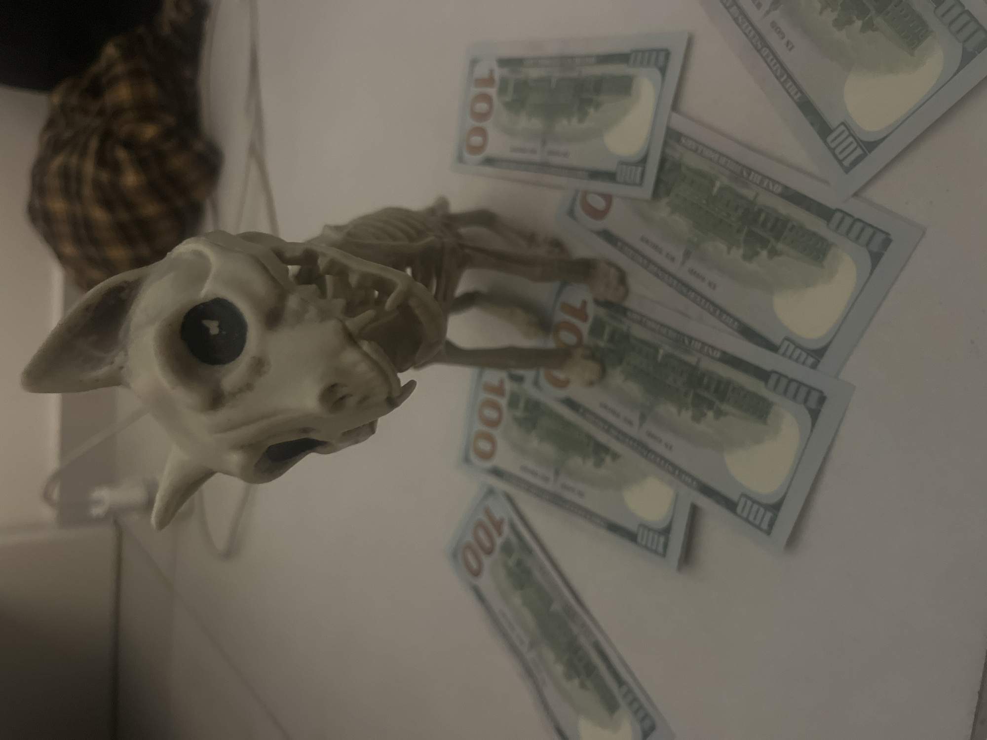 Toy skeleton dog photographed with $100 bills in Ramat Gan