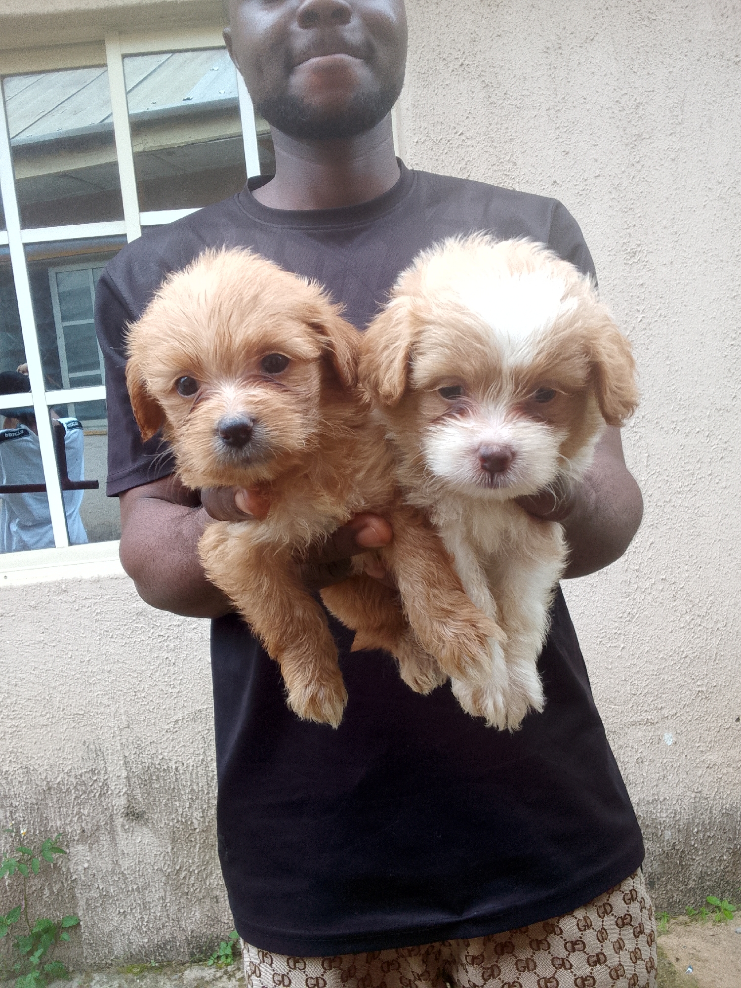 Fluffy puppies passed around and filmed in Jos, Nigeria