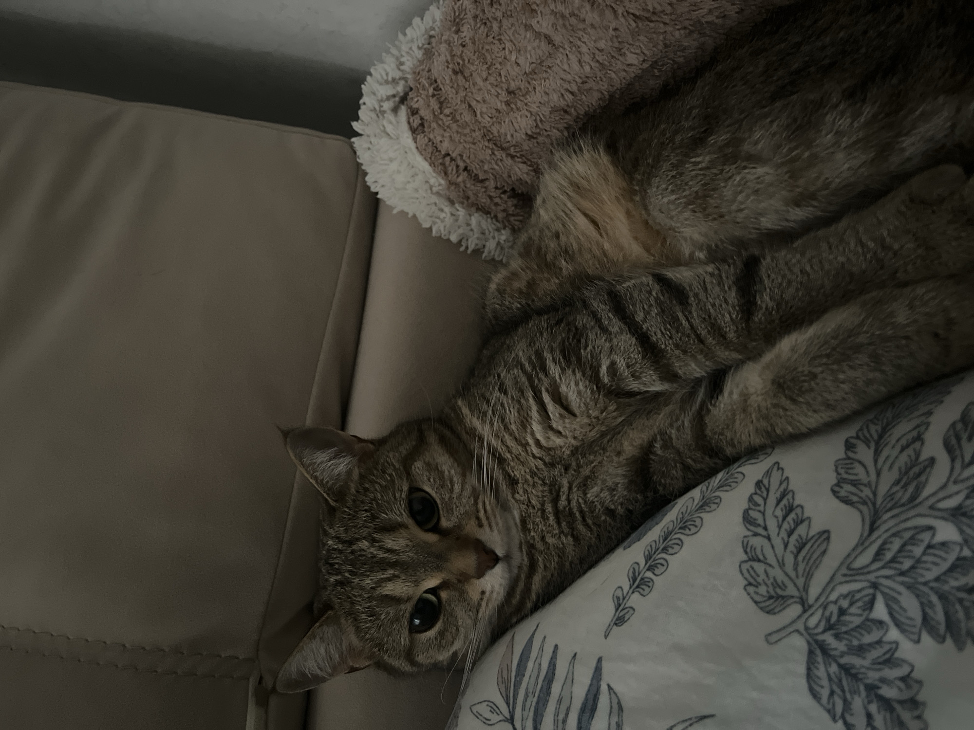 Tabby cat holds eye contact from a cozy couch in Russia