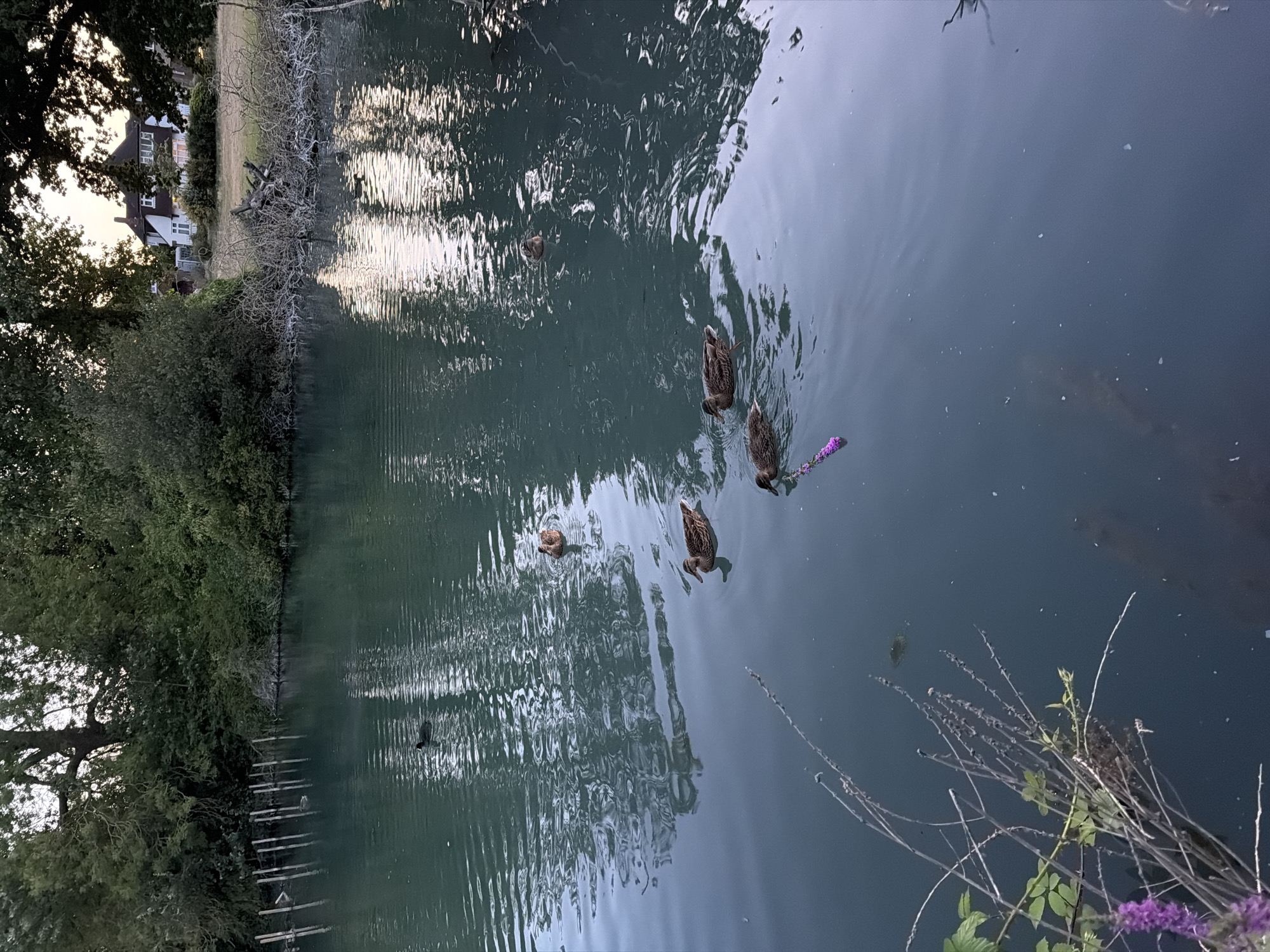 Duck on a flower-dotted London pond at dusk
