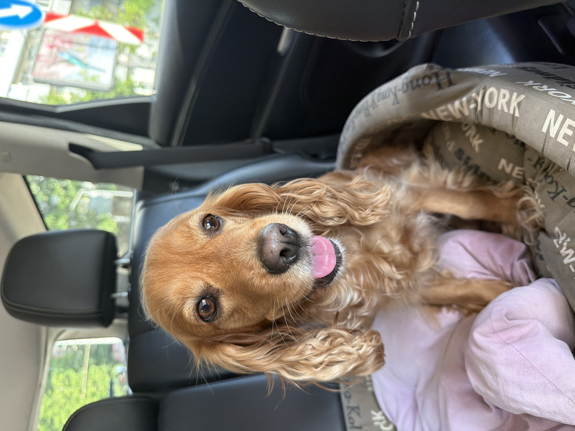 Dog and Dior products spotted in separate everyday moments