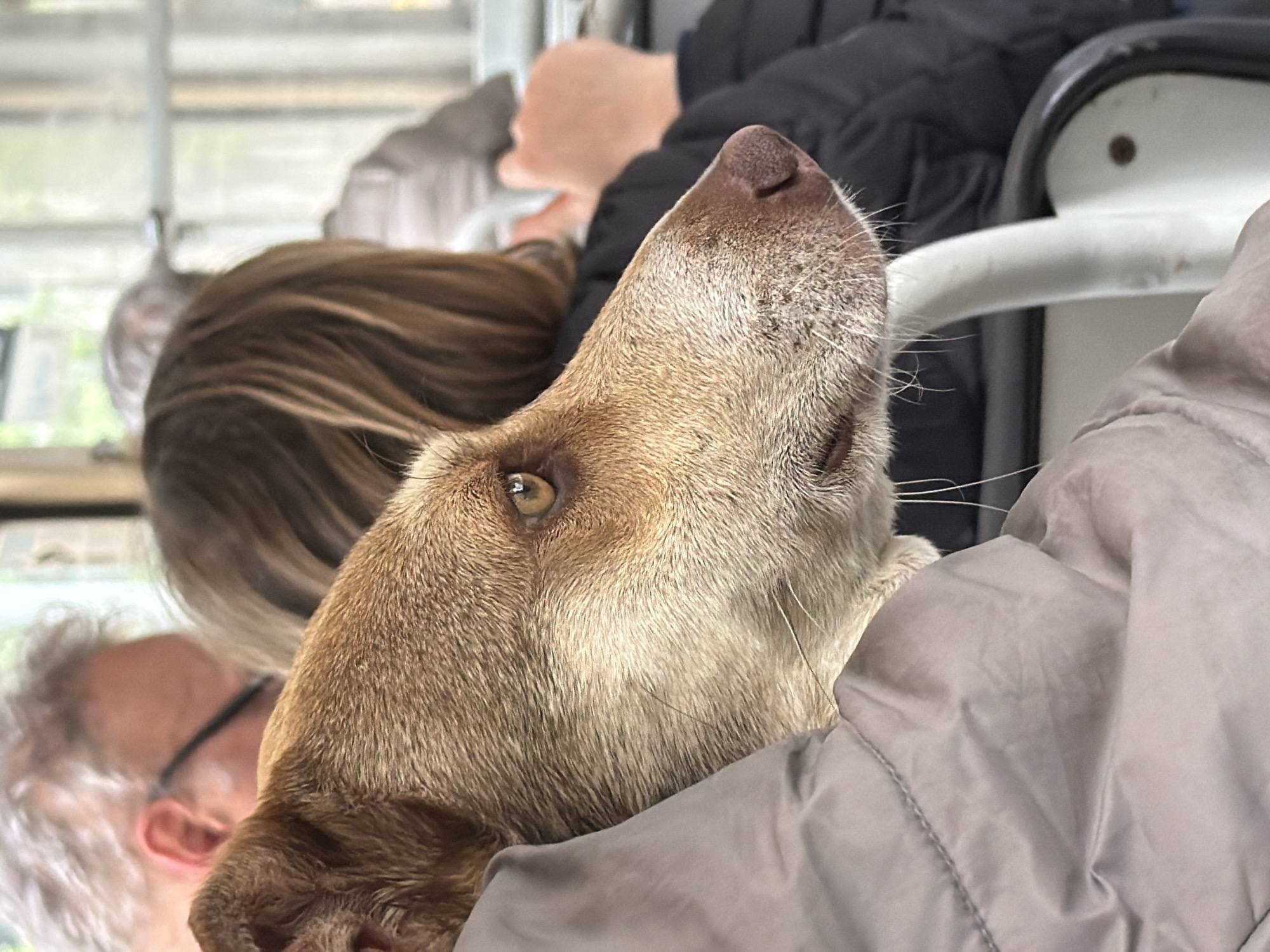 Dog rides public transport in Sofia with passengers