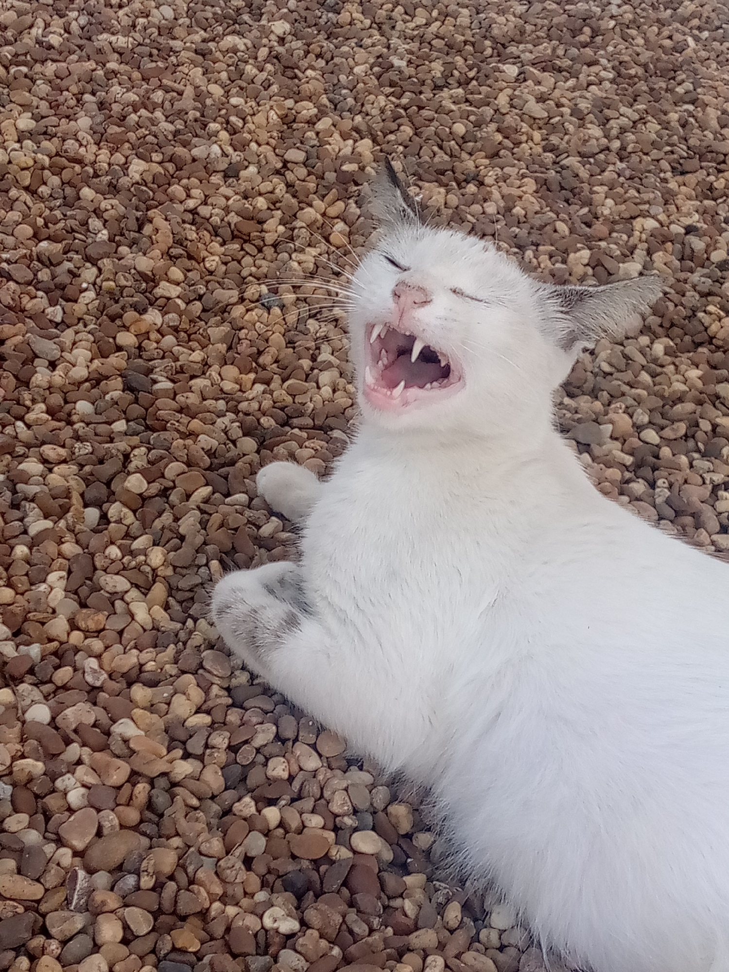 White cat rests on pebble bed in Venezuelan town