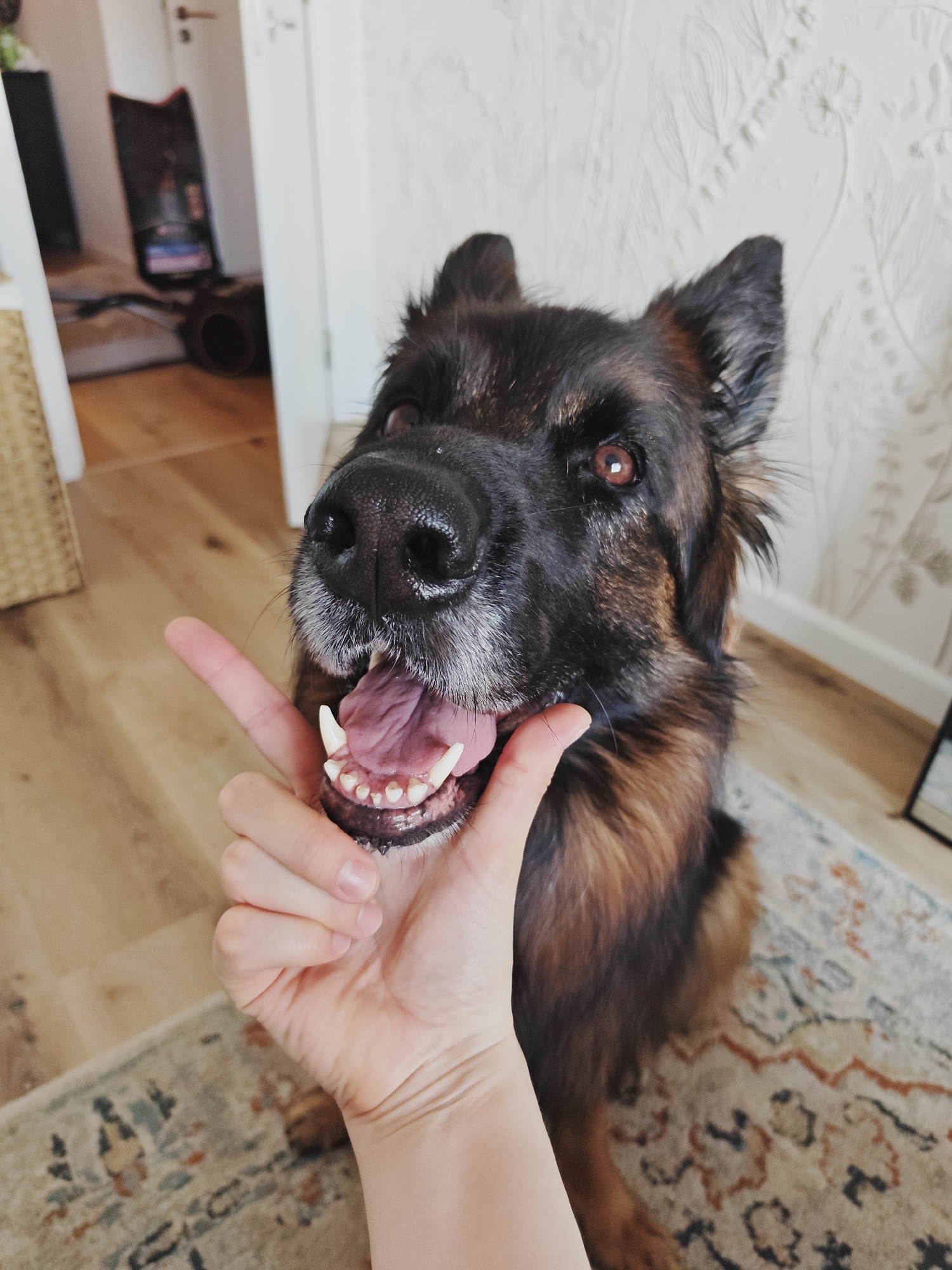 German Shepherd and floral wall sculpture, Evere