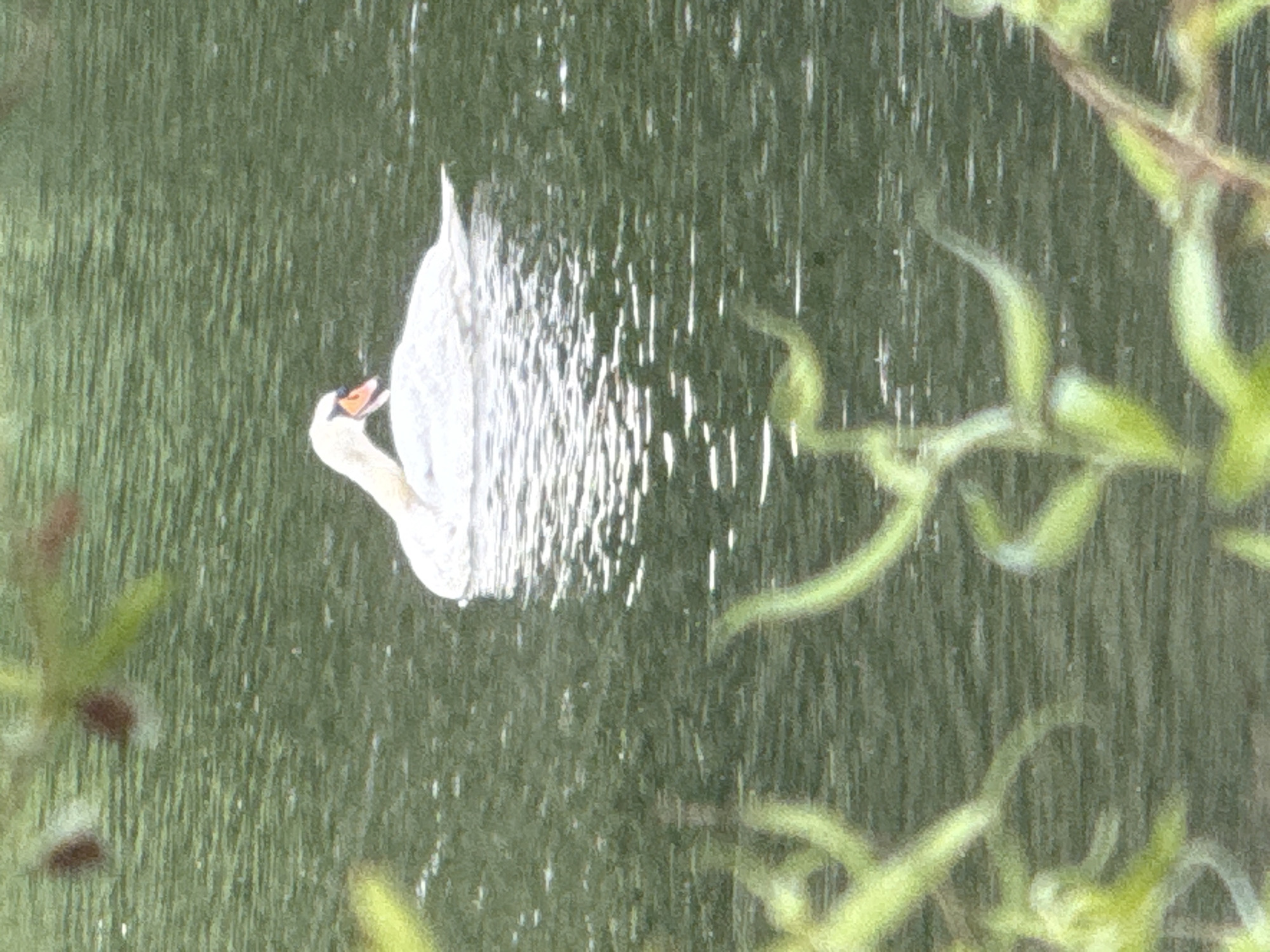Swans, coots, and riverside greenery along Szczecin's waterways