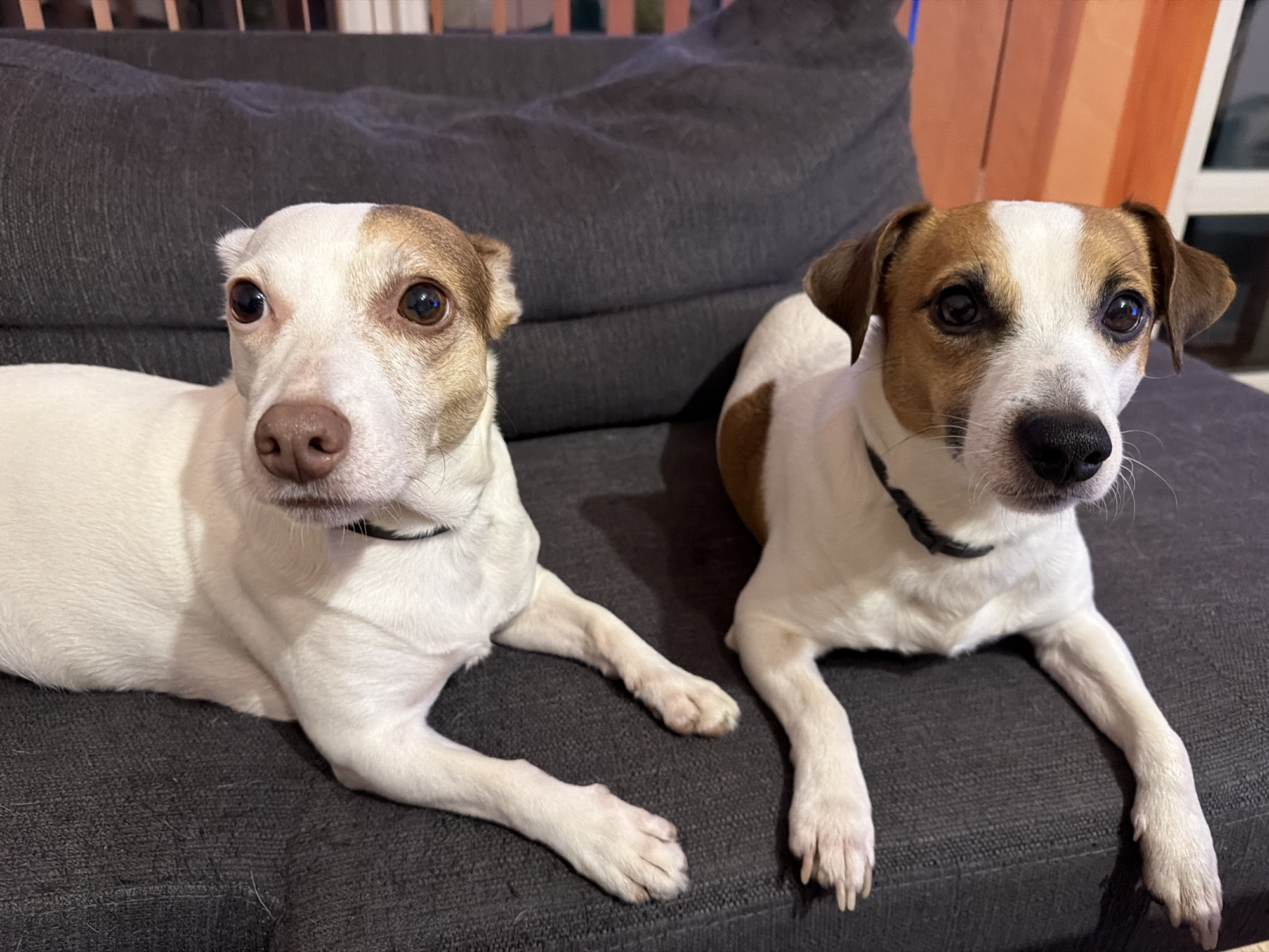 Jack Russell Terriers photographed relaxing indoors in Sofia
