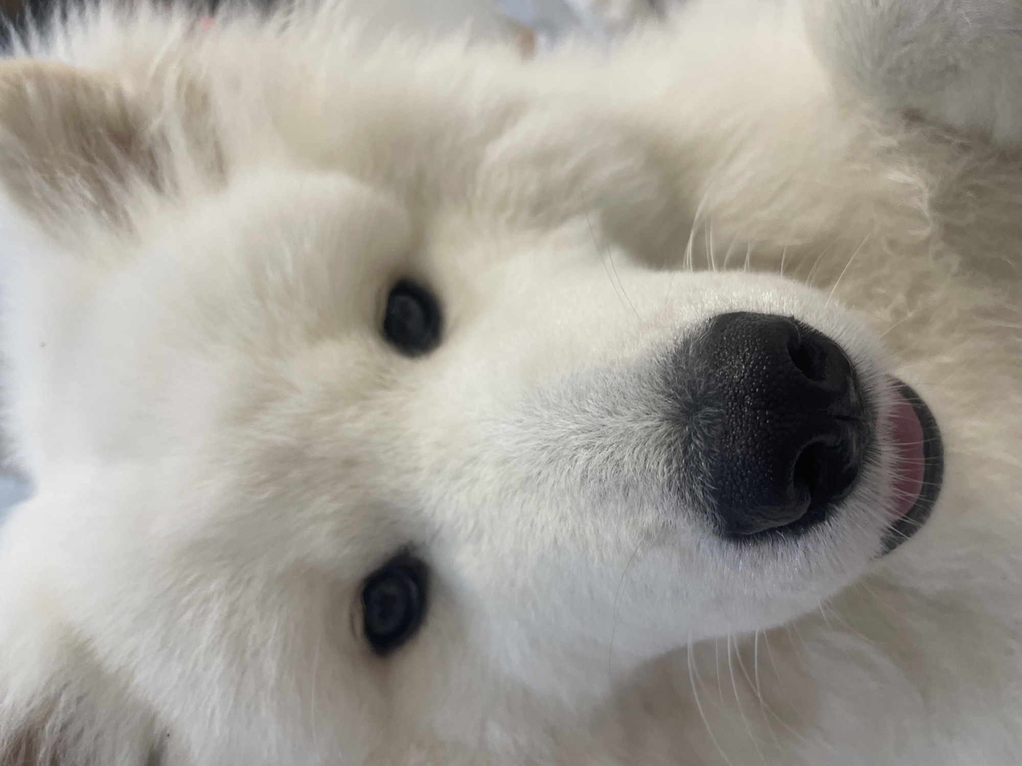 Woman and Samoyed Dog Share Quiet Indoor Moments