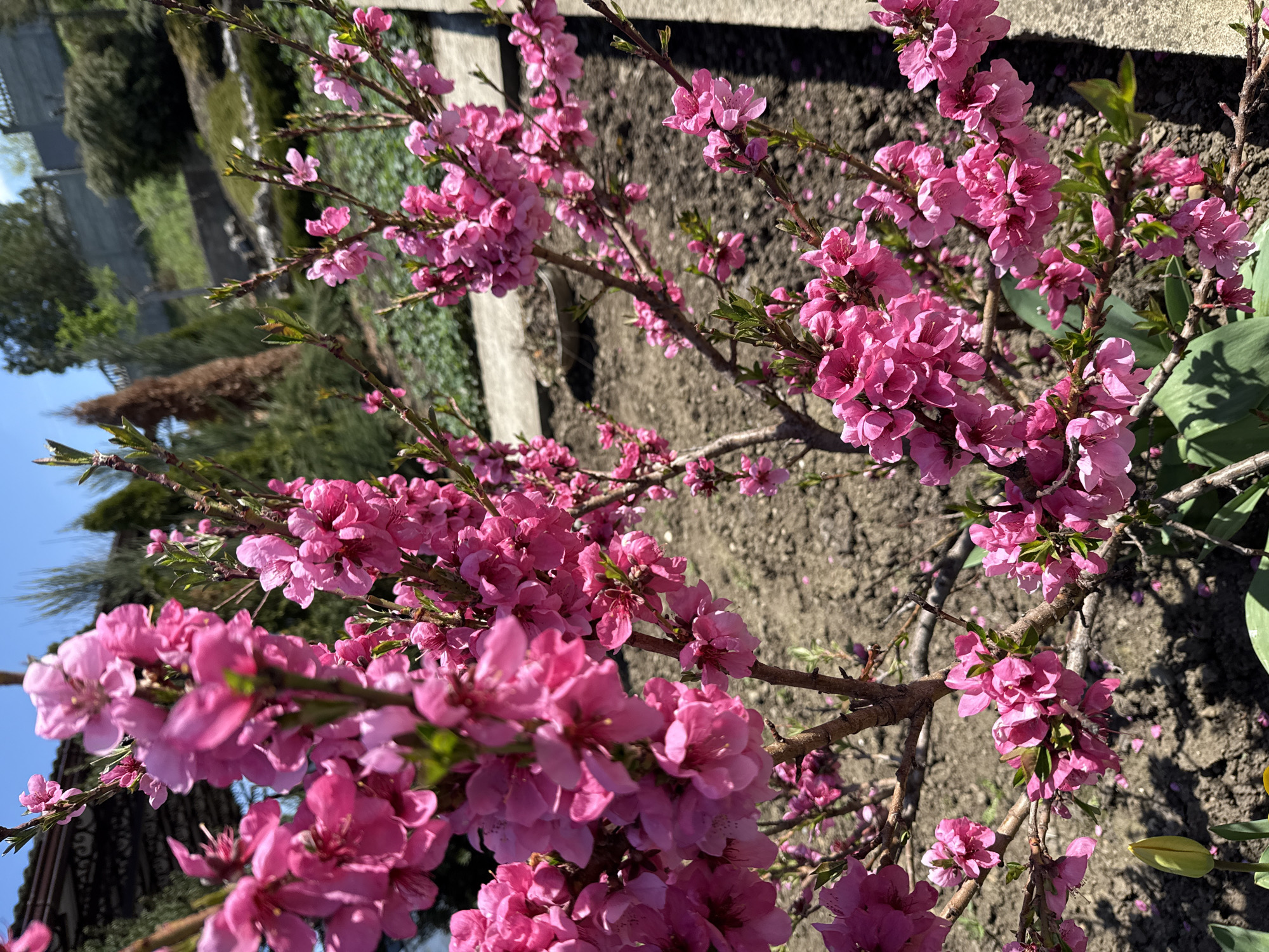 Spring flowers bloom in Maykop gardens amid seasonal display
