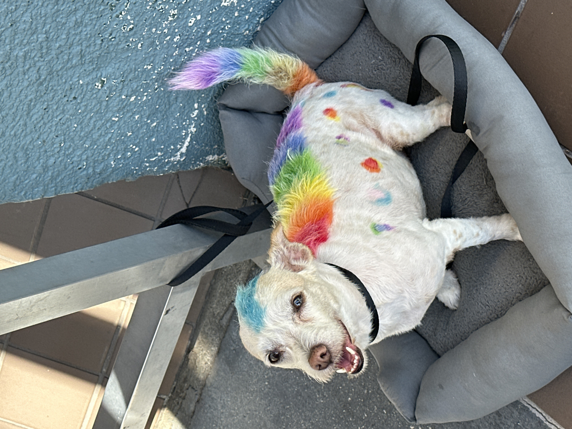 A sunny LA afternoon: wildlife, flowers, and a very colorful dog