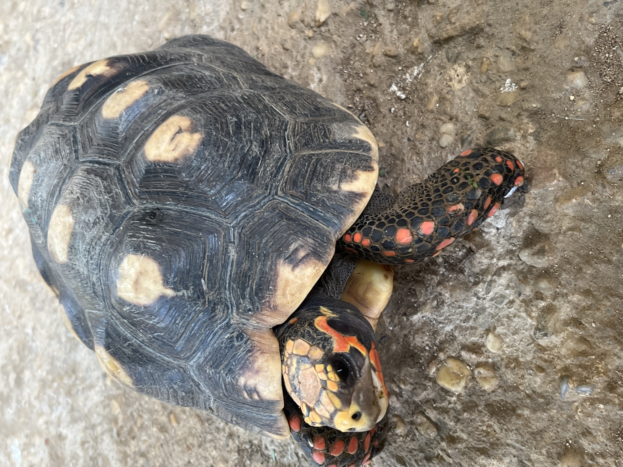 Red-footed tortoise on concrete, Tinaquillo, Venezuela