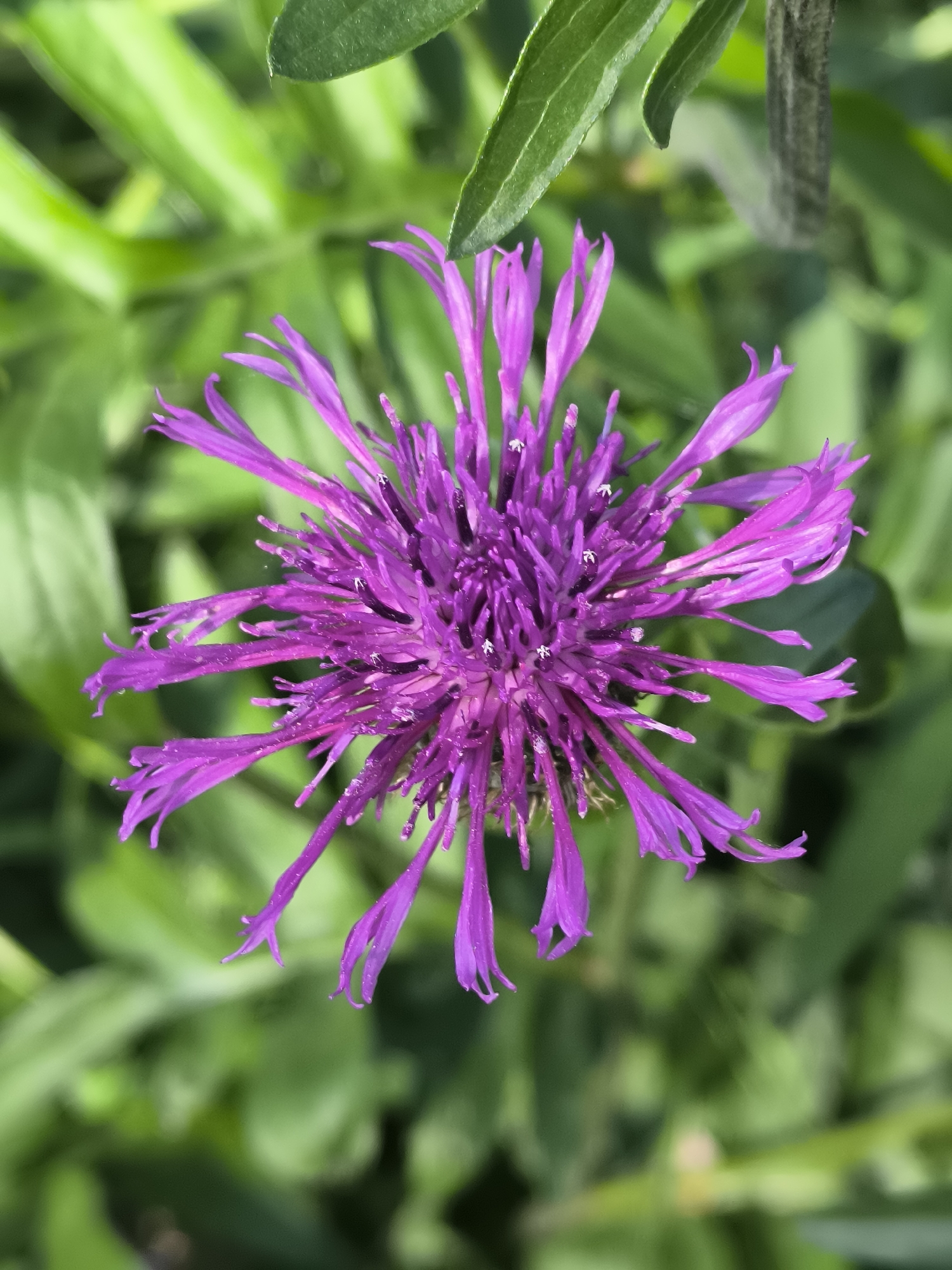 Morning stroll captures blooming flowers, windmill in Alkmaar