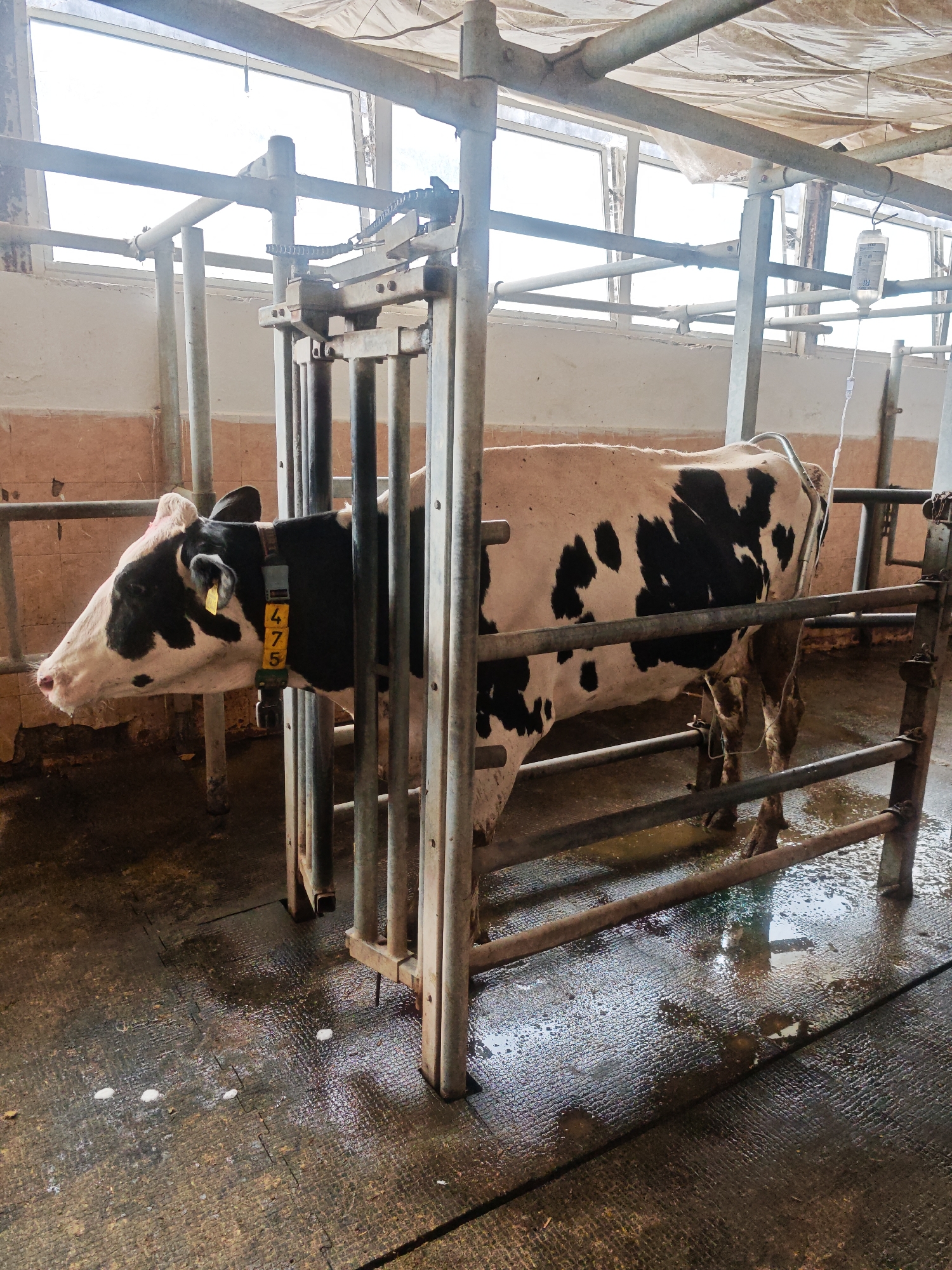 Cow receives IV treatment in barn facility