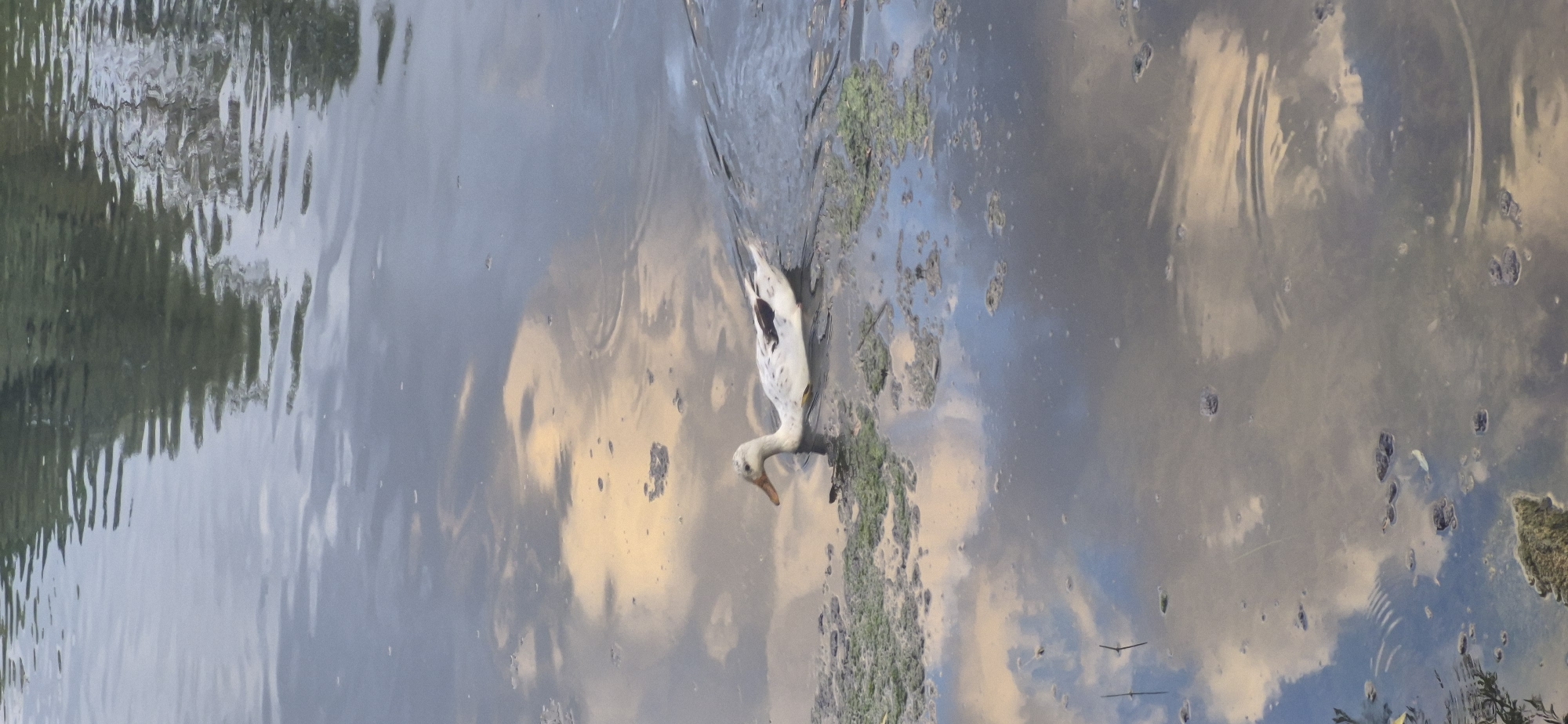 Ducks and riverside calm along the Danube in Ingolstadt