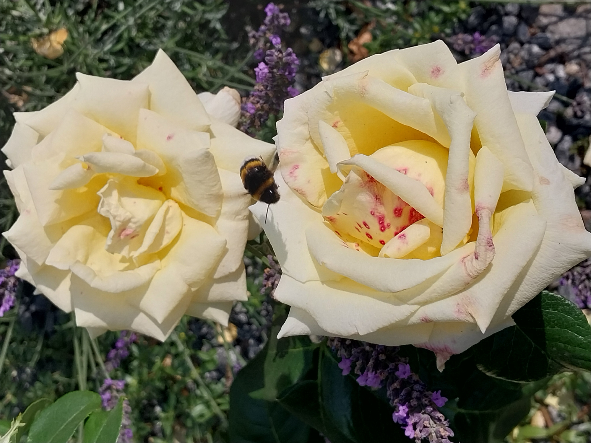 Summer morning stroll through Doslidne, Ukraine's gardens and streets