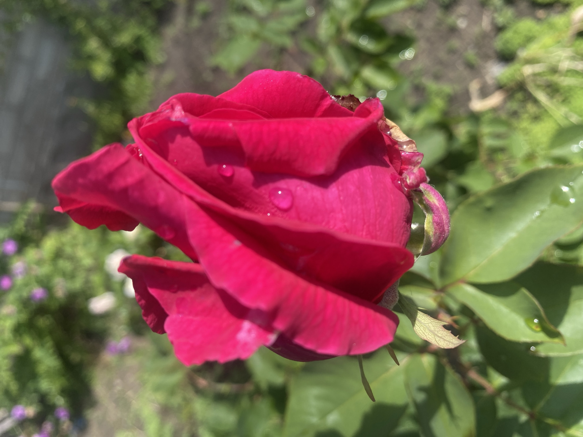 Spring flowers captured in early morning photography session in Dnipro
