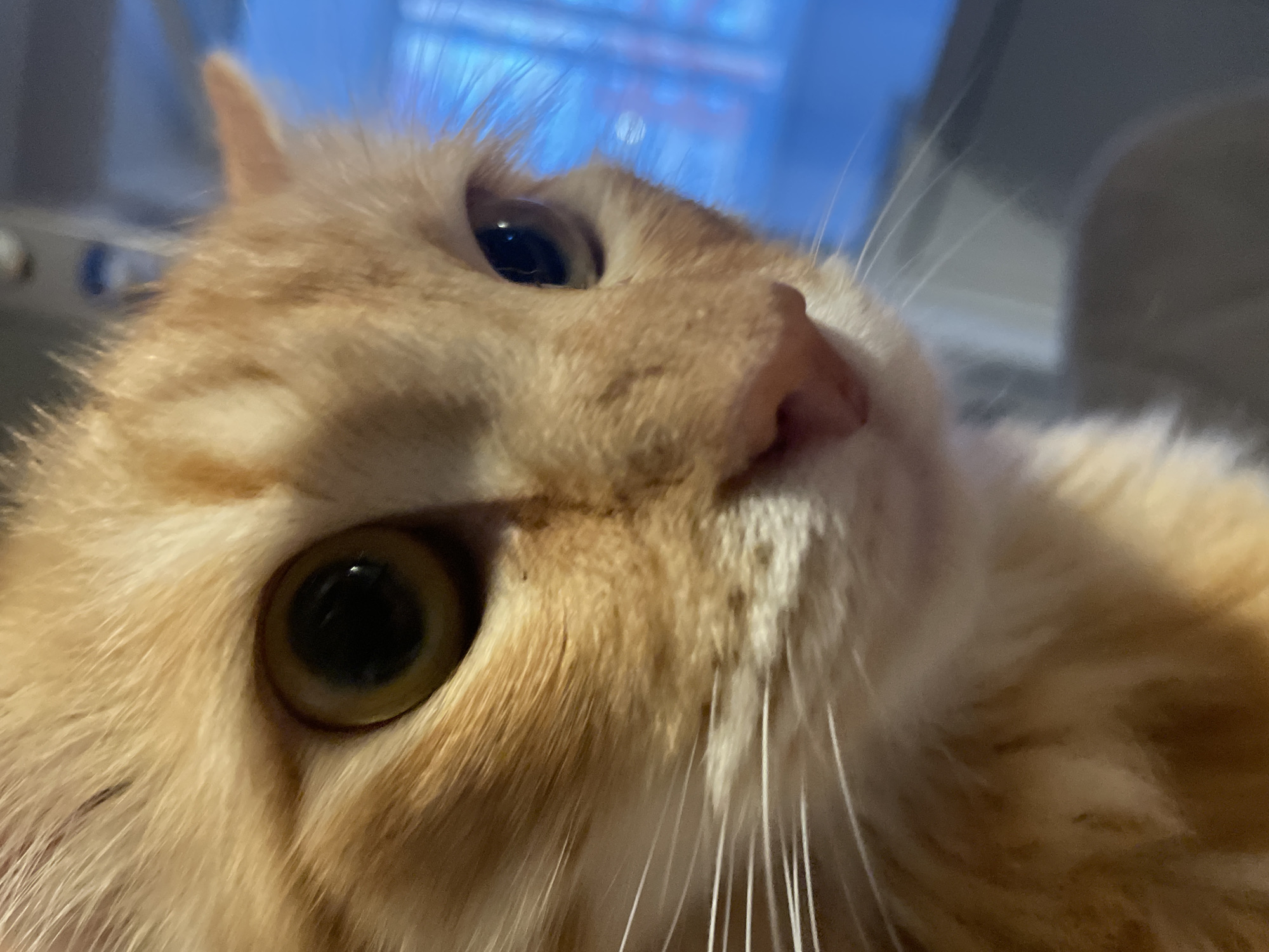 A Moscow home cat and everyday household items