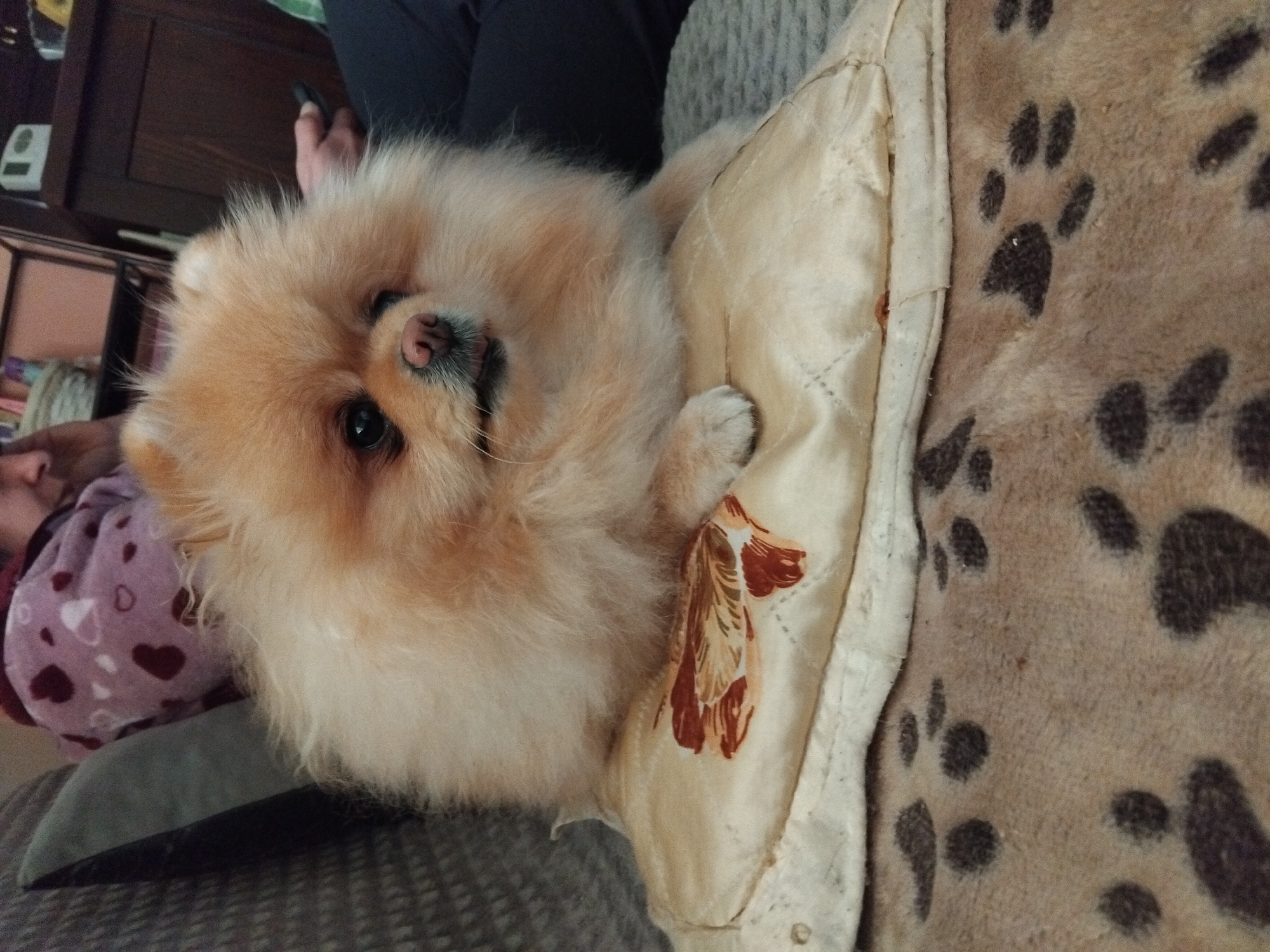 Quiet moments between person and Pomeranian dog in Apriltsi