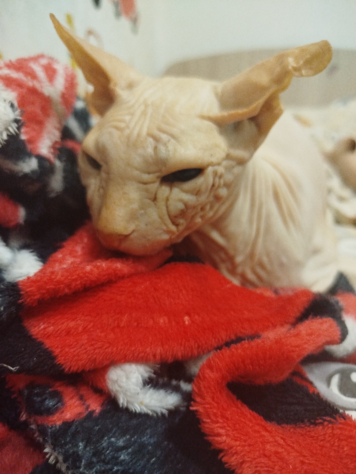 Lazy afternoon at home with a Sphynx cat and a cat book