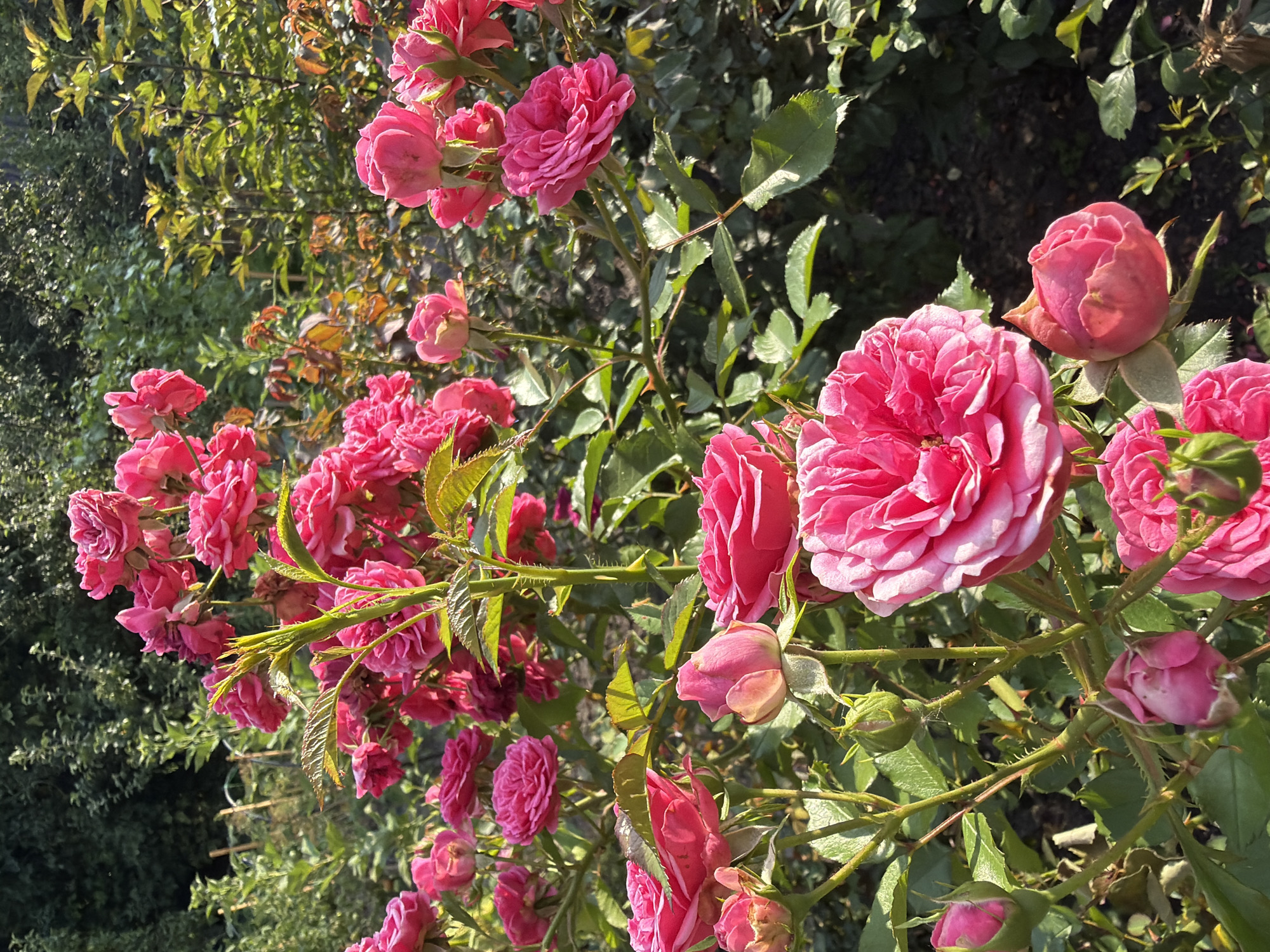 Roses and lilies in bloom, a Snovsk garden in summer