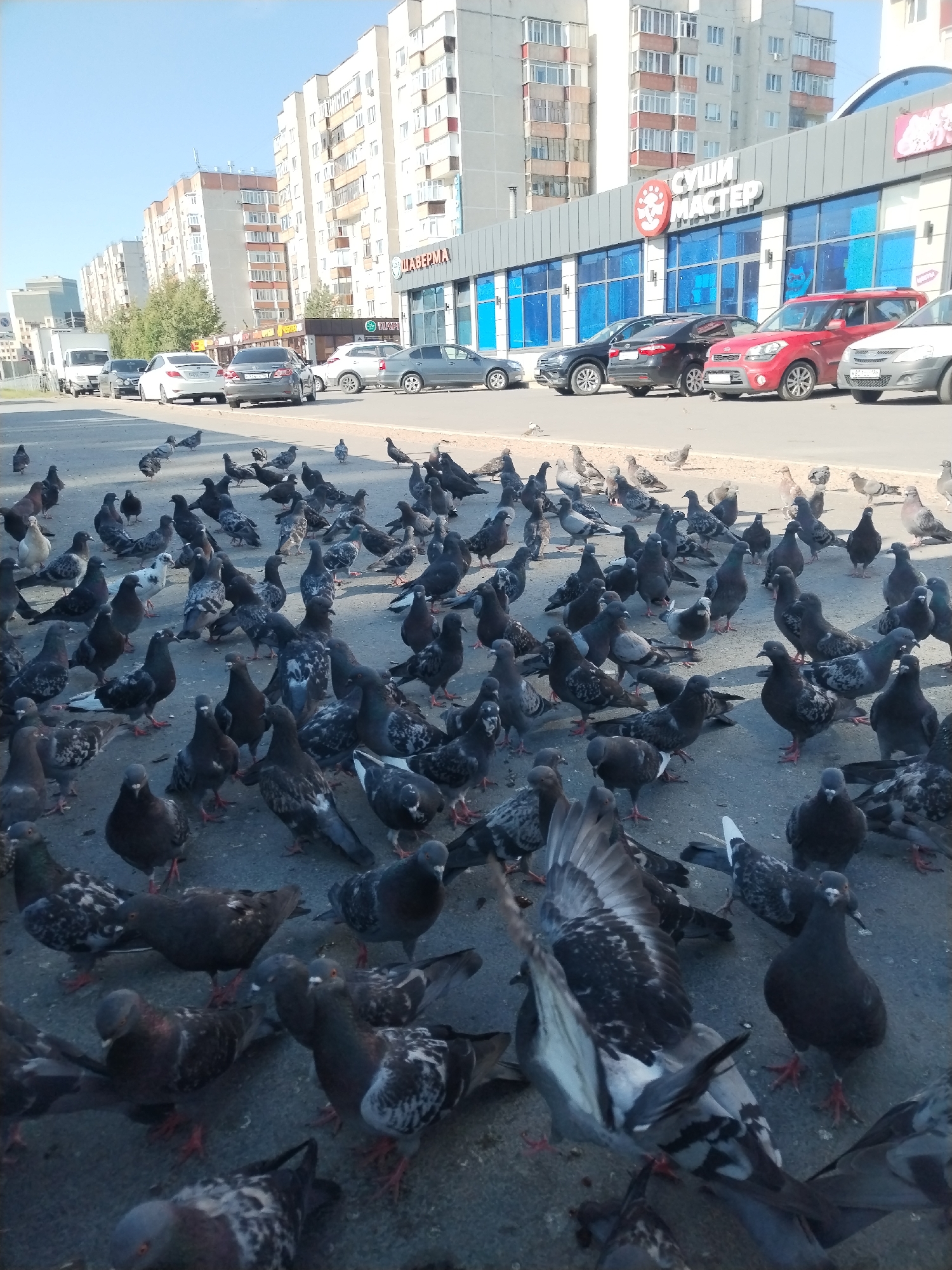 Pigeons gathered on a Surgut street outside shawarma shop