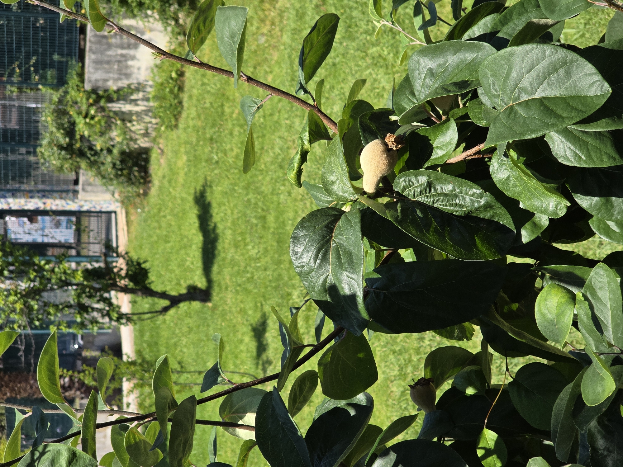Solo botanical documentation walk through Salerno's Parco dell'Irno